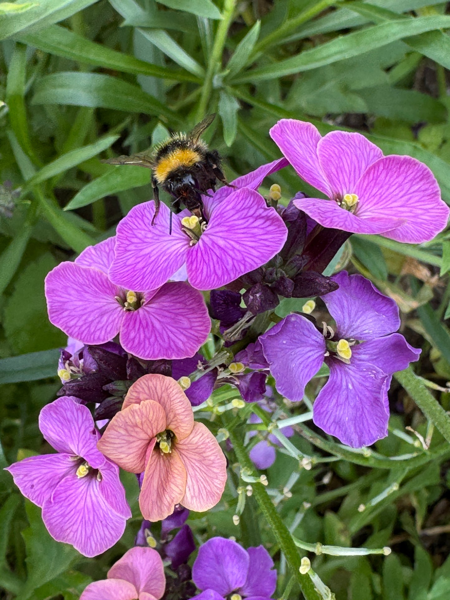 Erysimum, Beth-like but mutabilis