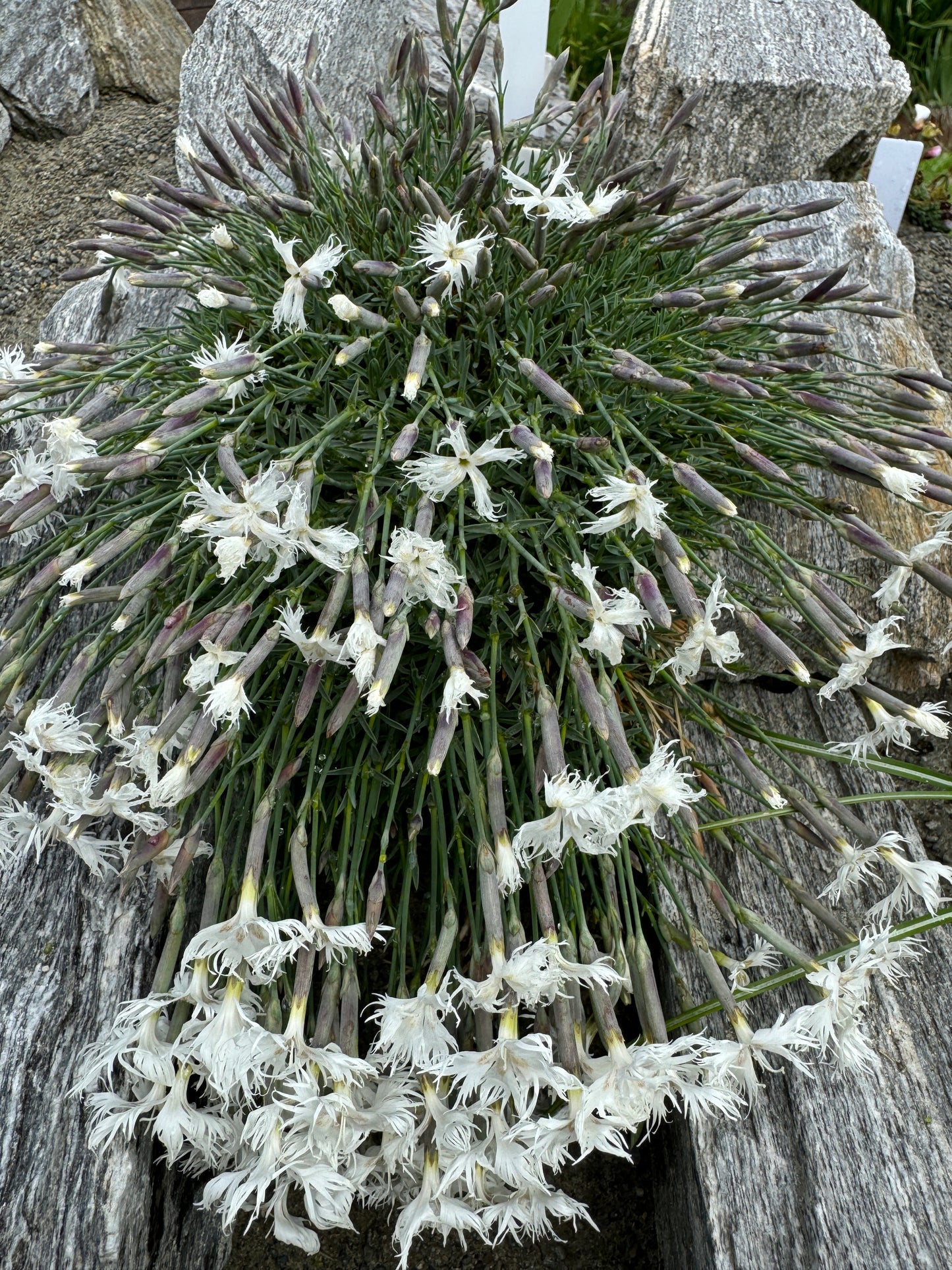 Dianthus arenarius f nanus "Little Maiden"