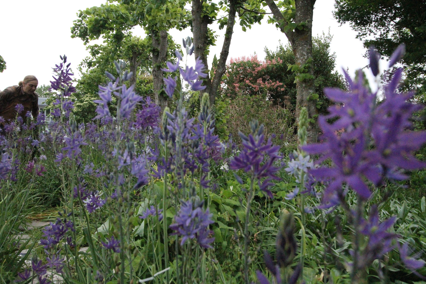 Camassia leichtlinii