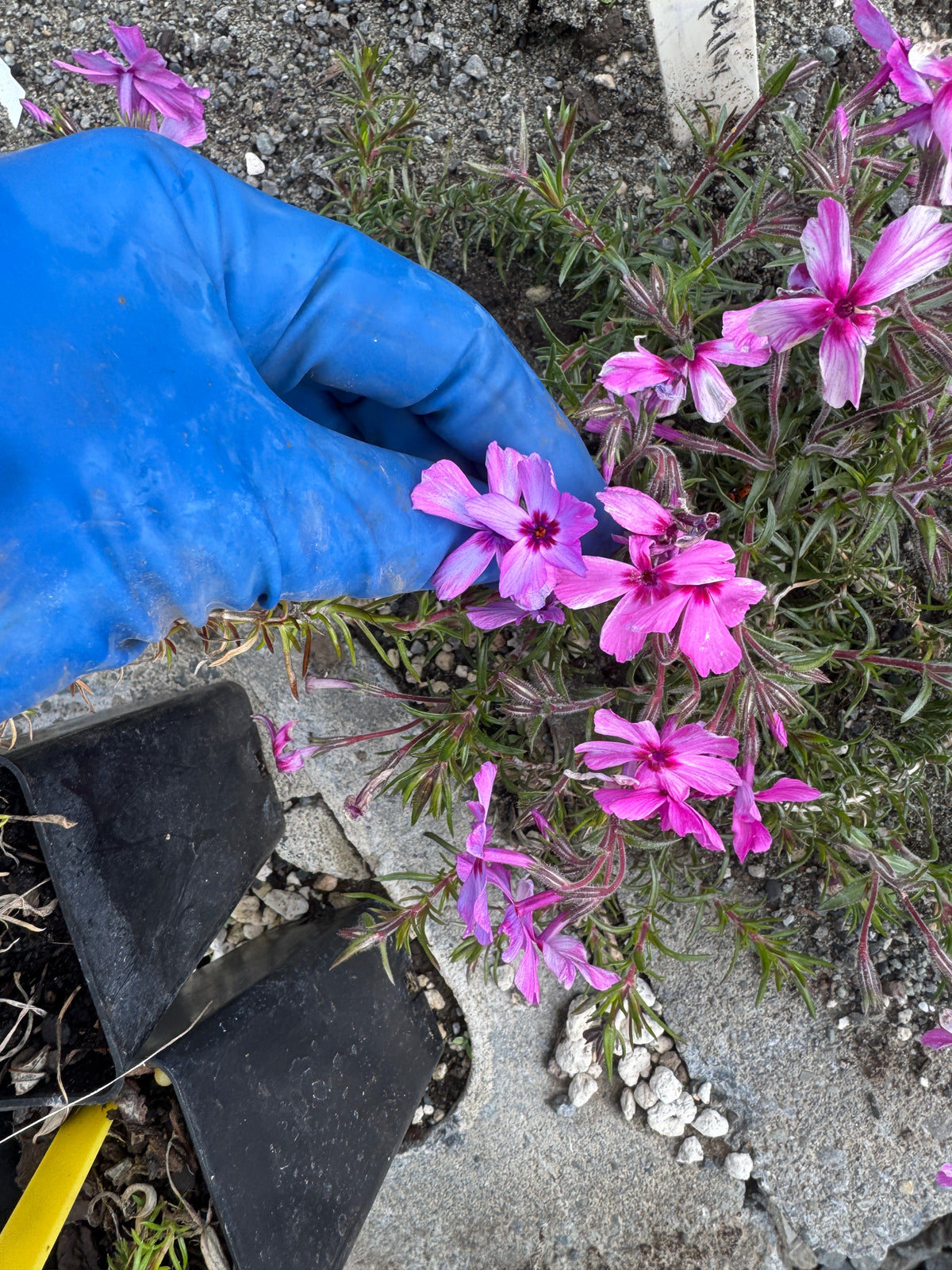 Phlox subulata (American phlox)