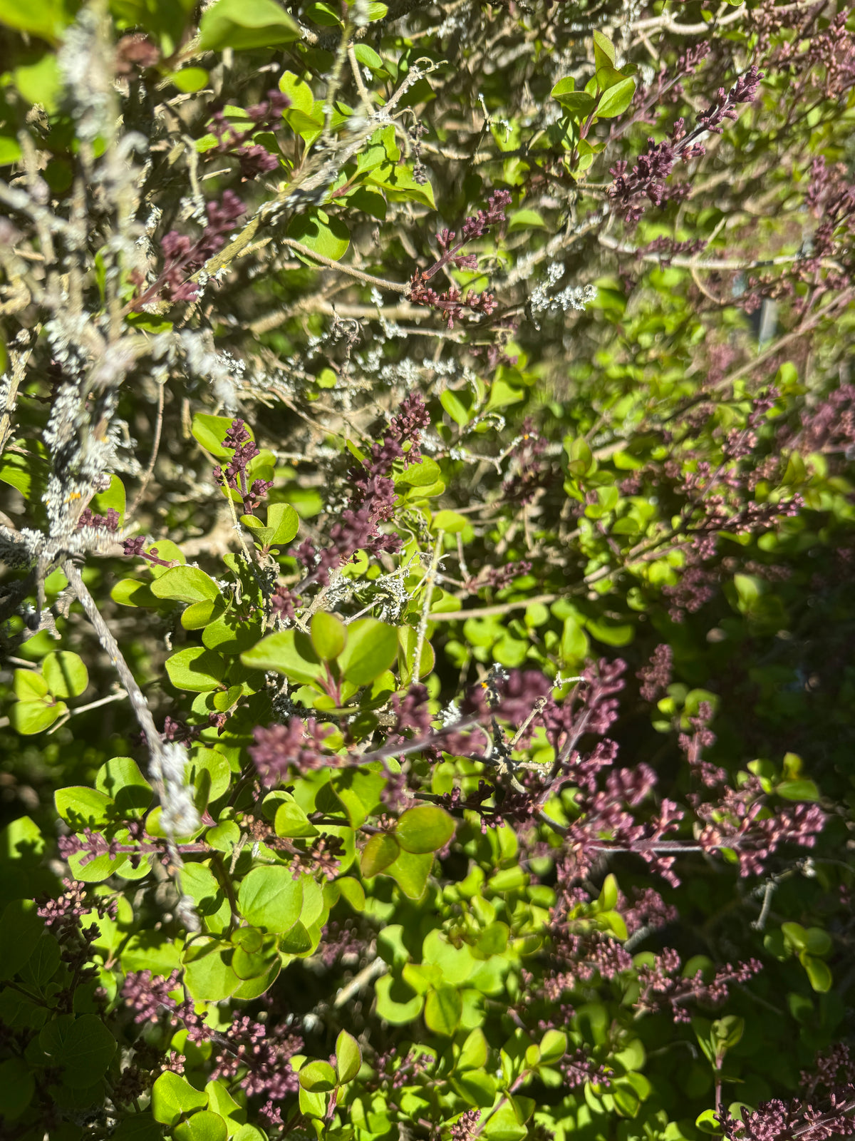 Syringa meyeri 'Palibin',