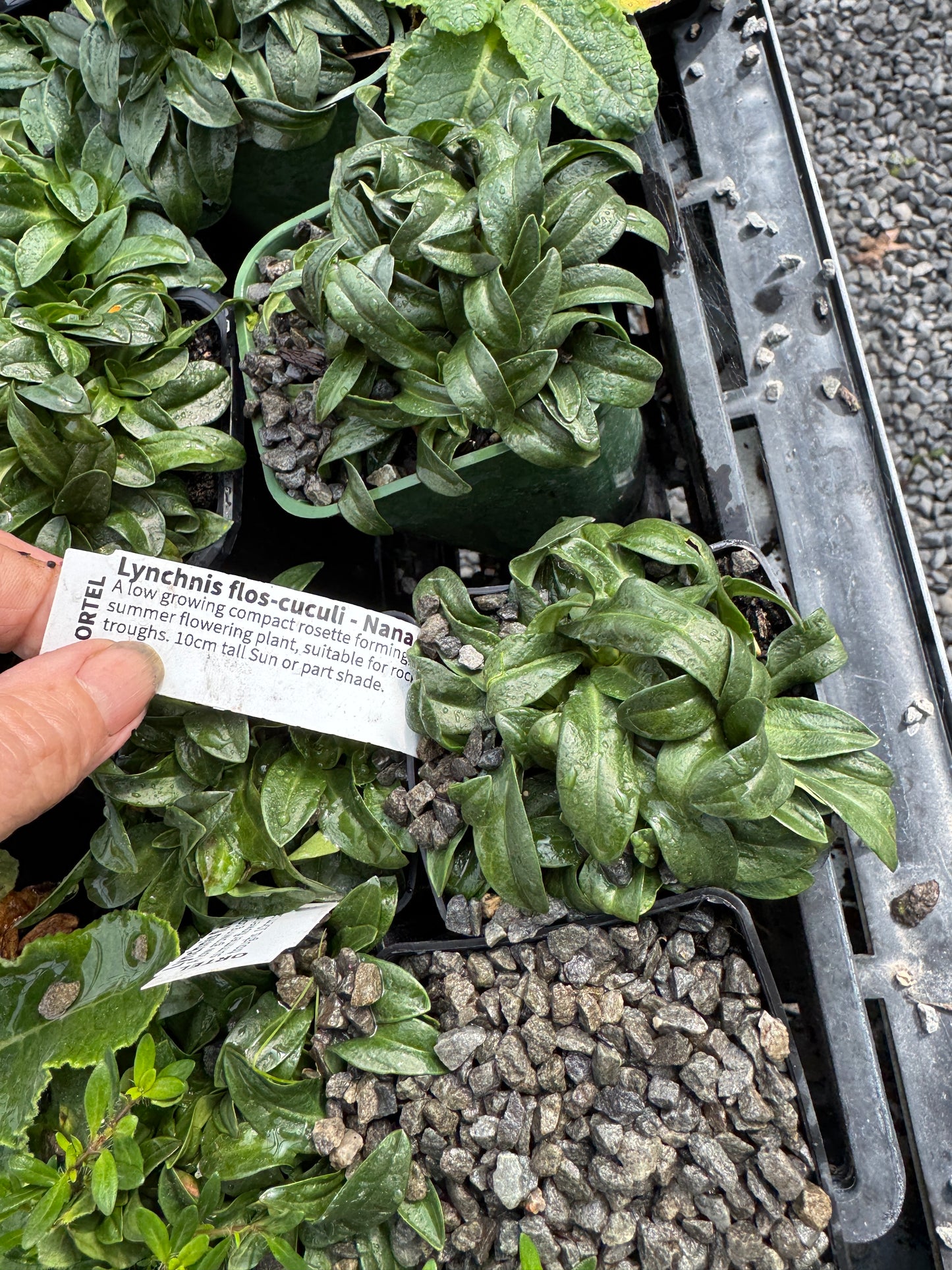 Lynchnis flos-cuculi var Nana