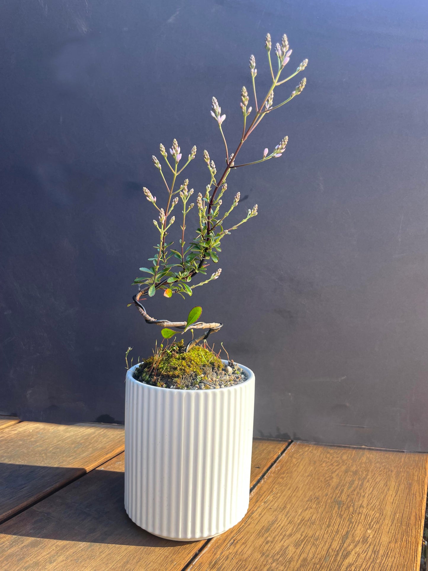 Kusa Bonsai - native heliohebe