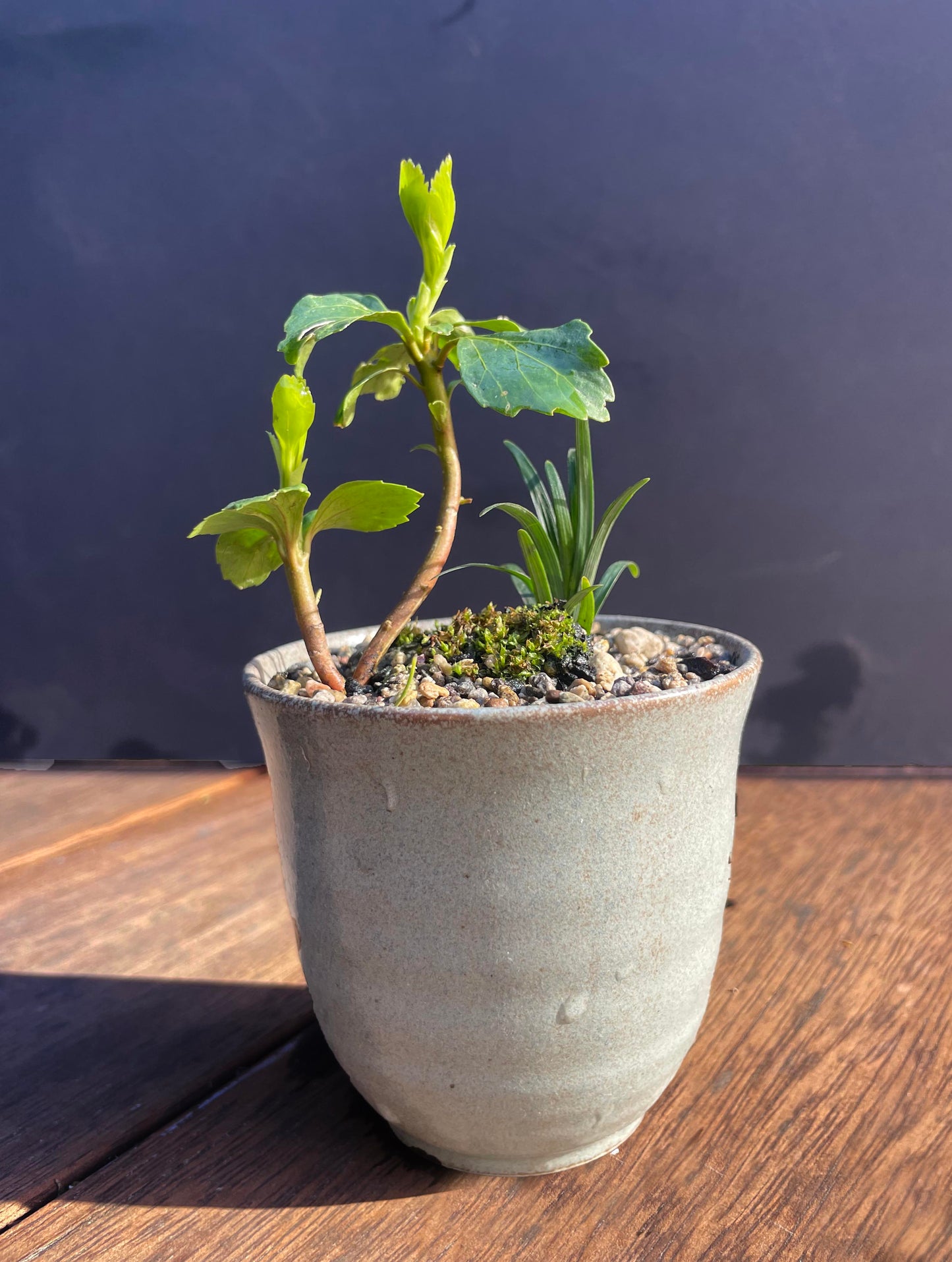 Kusa Bonsai - pachysandra