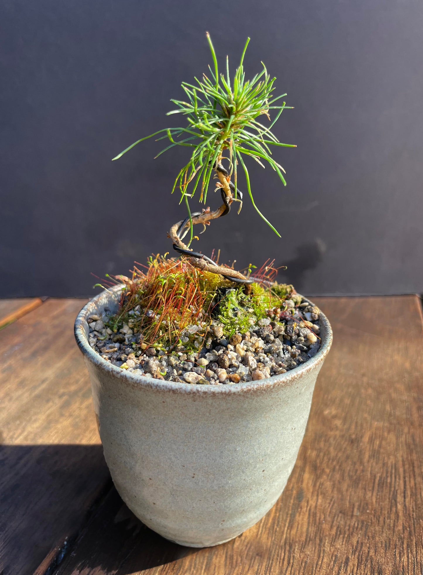Kusa Bonsai - pine seedling