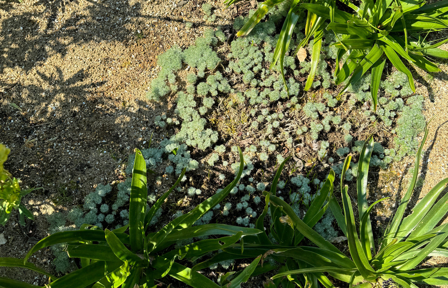 Cotula hispida