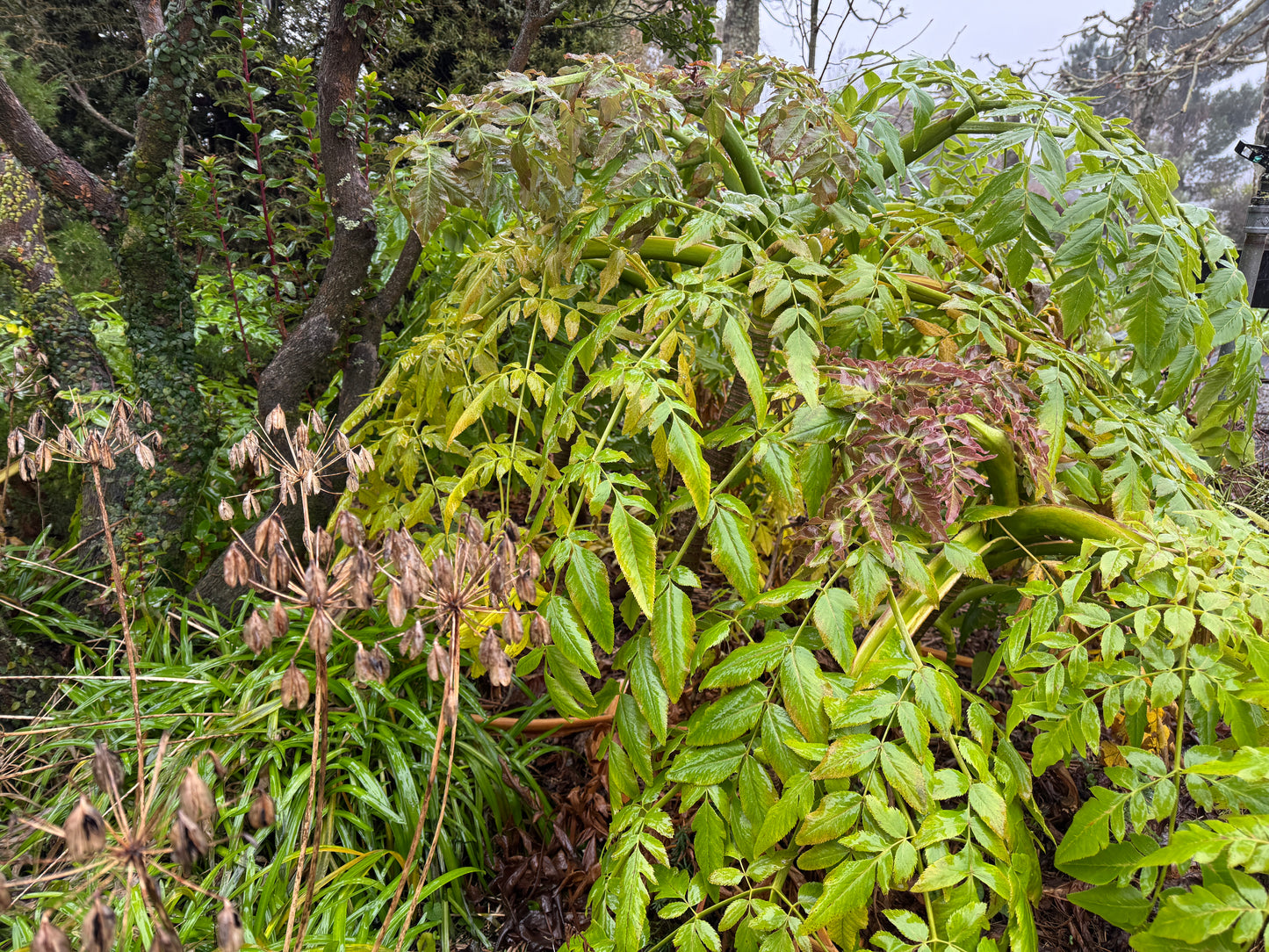 Melanoselinum decipiens