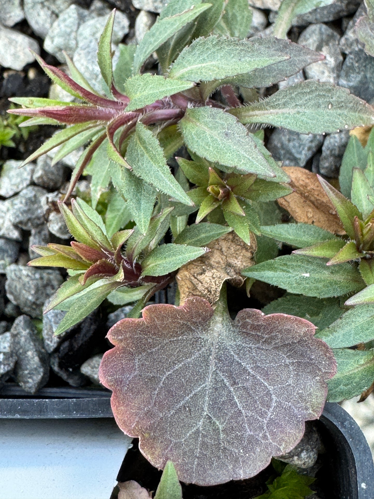 Campanula scheuchzeri