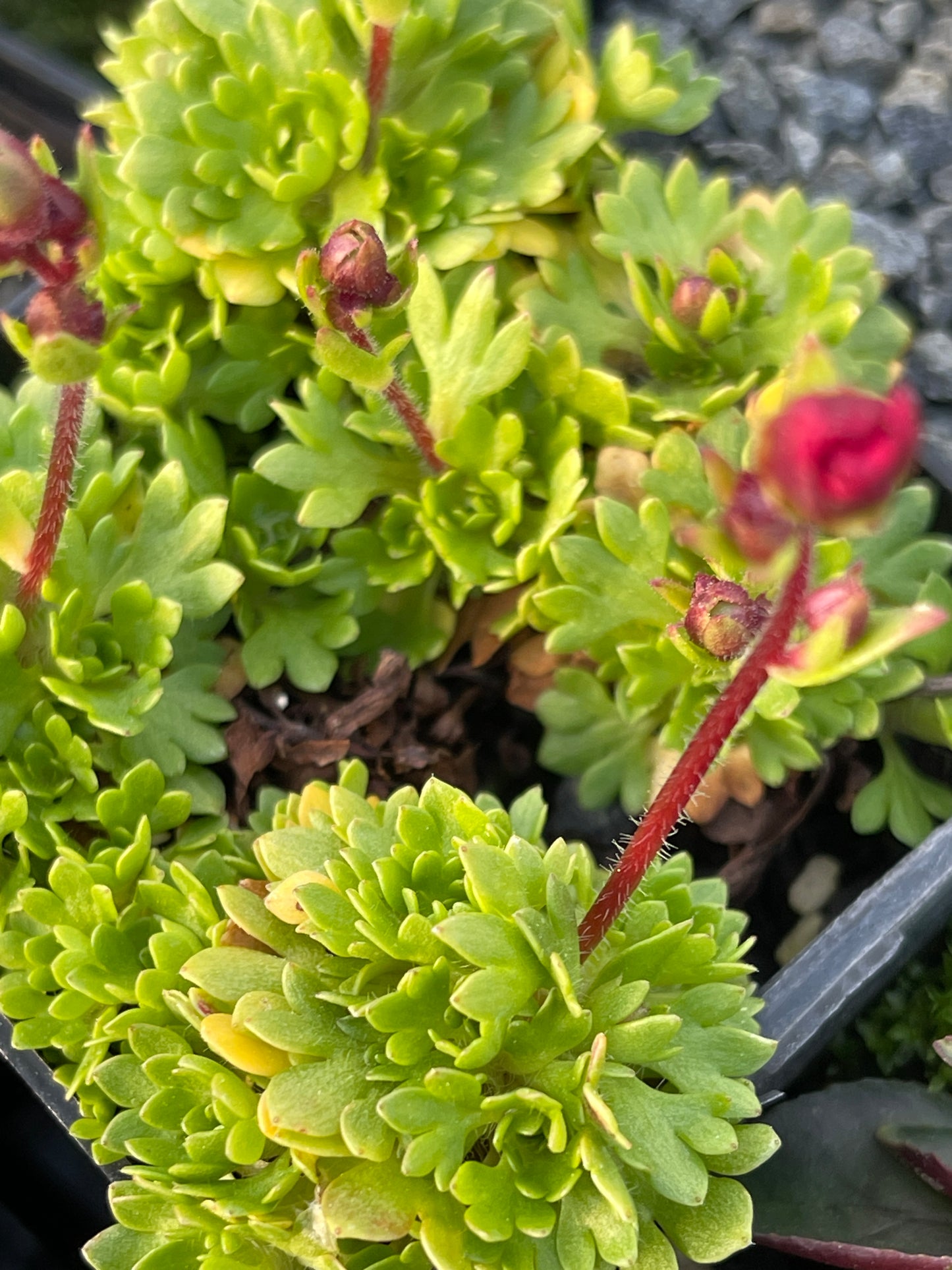 Saxifraga larger leaved mossy red/pink 'Captain Hook'