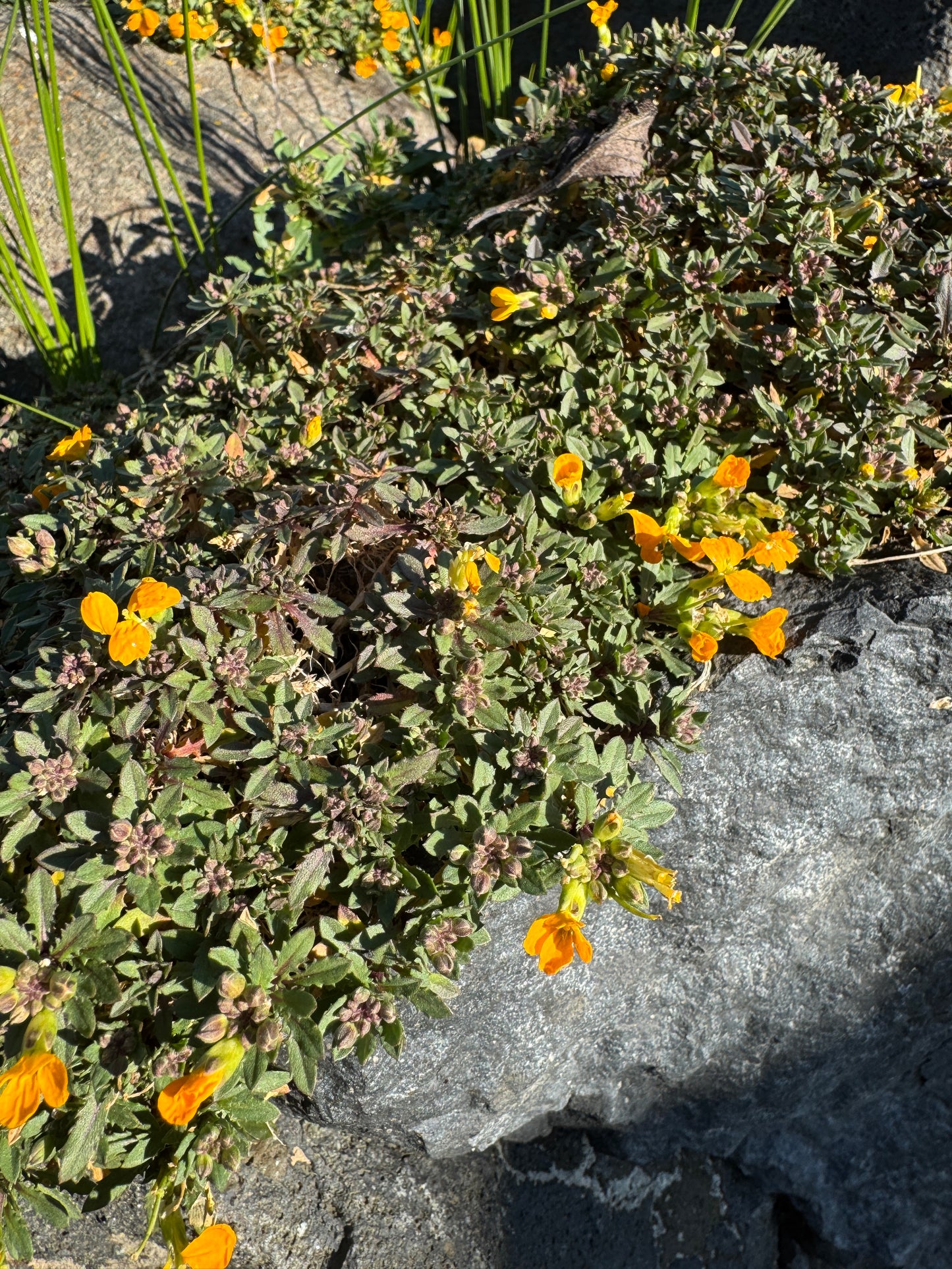 Erysimum kotschyanium 'Ruapuna Gold' ex HB