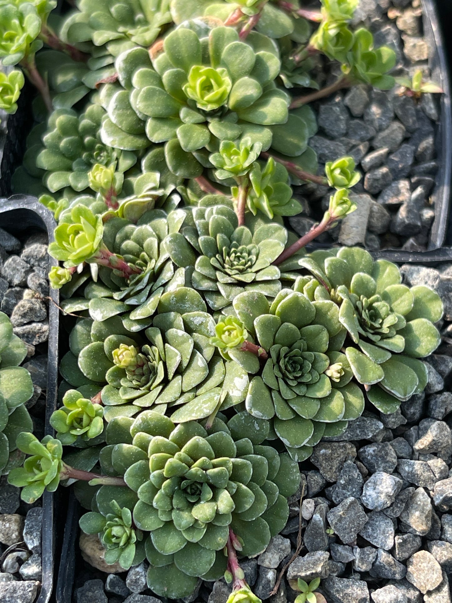 Saxifraga cuneifolia