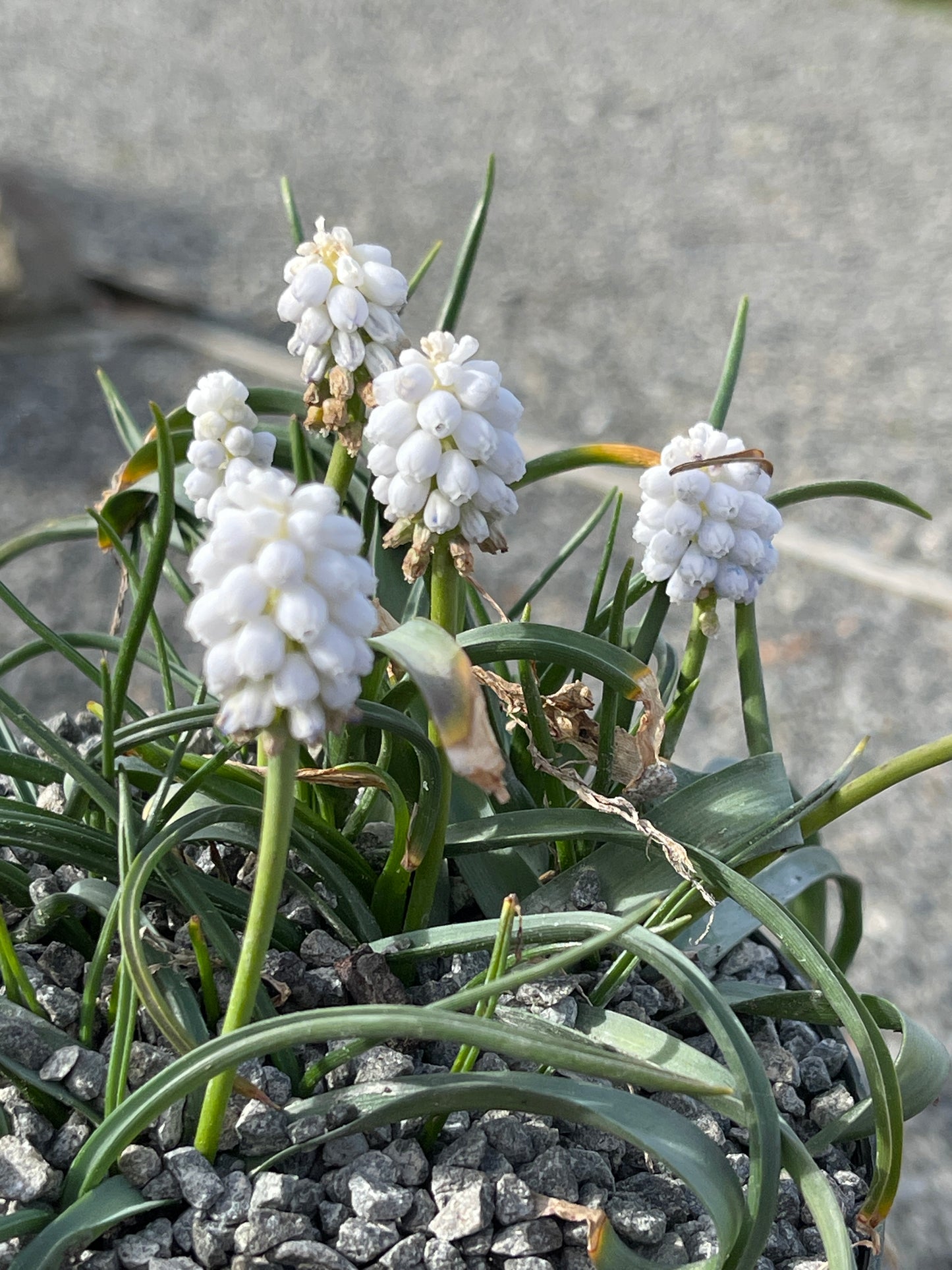 Muscari 'Siberian tiger'