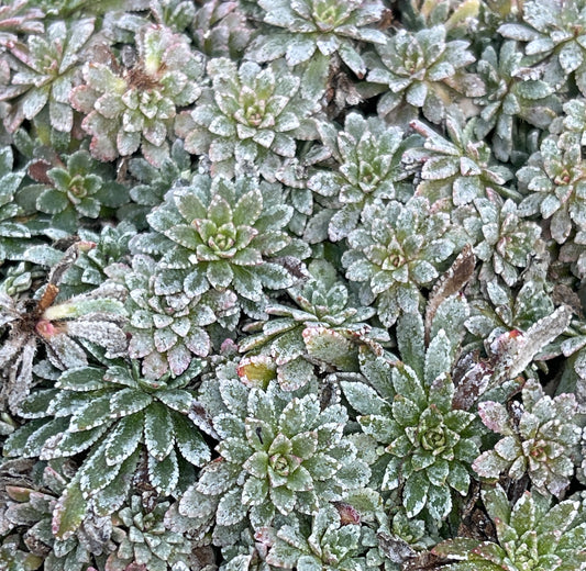 Saxifraga paniculata minutifolia
