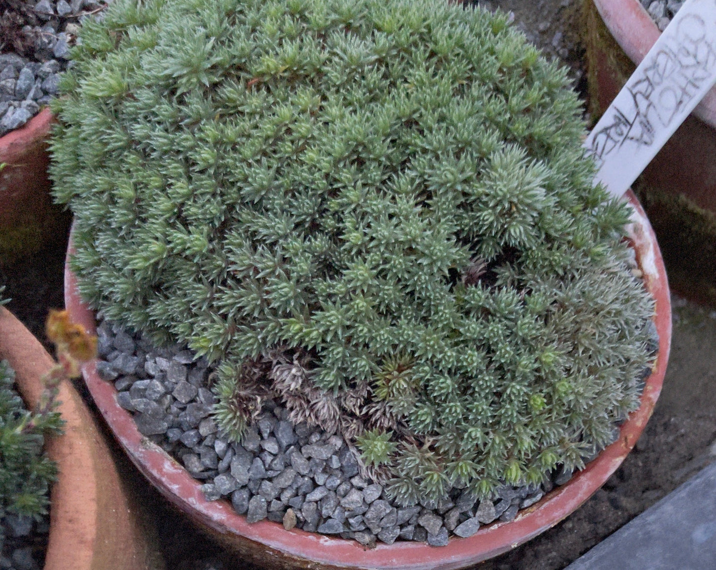 Saxifraga juniperifolia