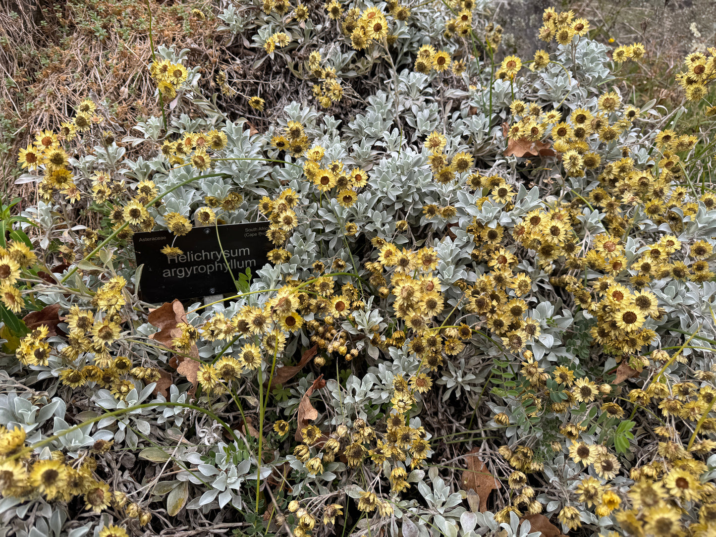 Helichrysum argyrophyllum