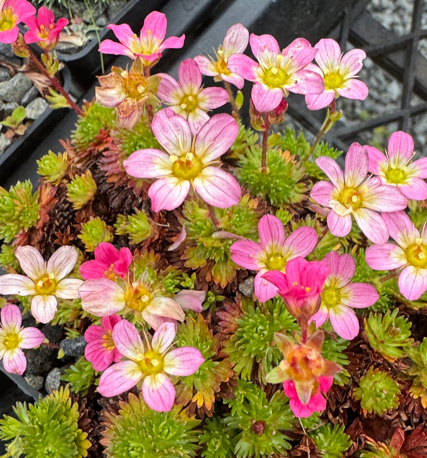 Saxifraga small leaved mossy pink 'Peterpan'