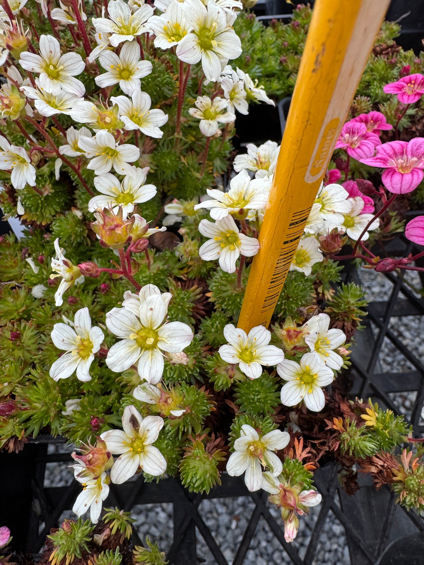 Saxifraga small leaved mossy white