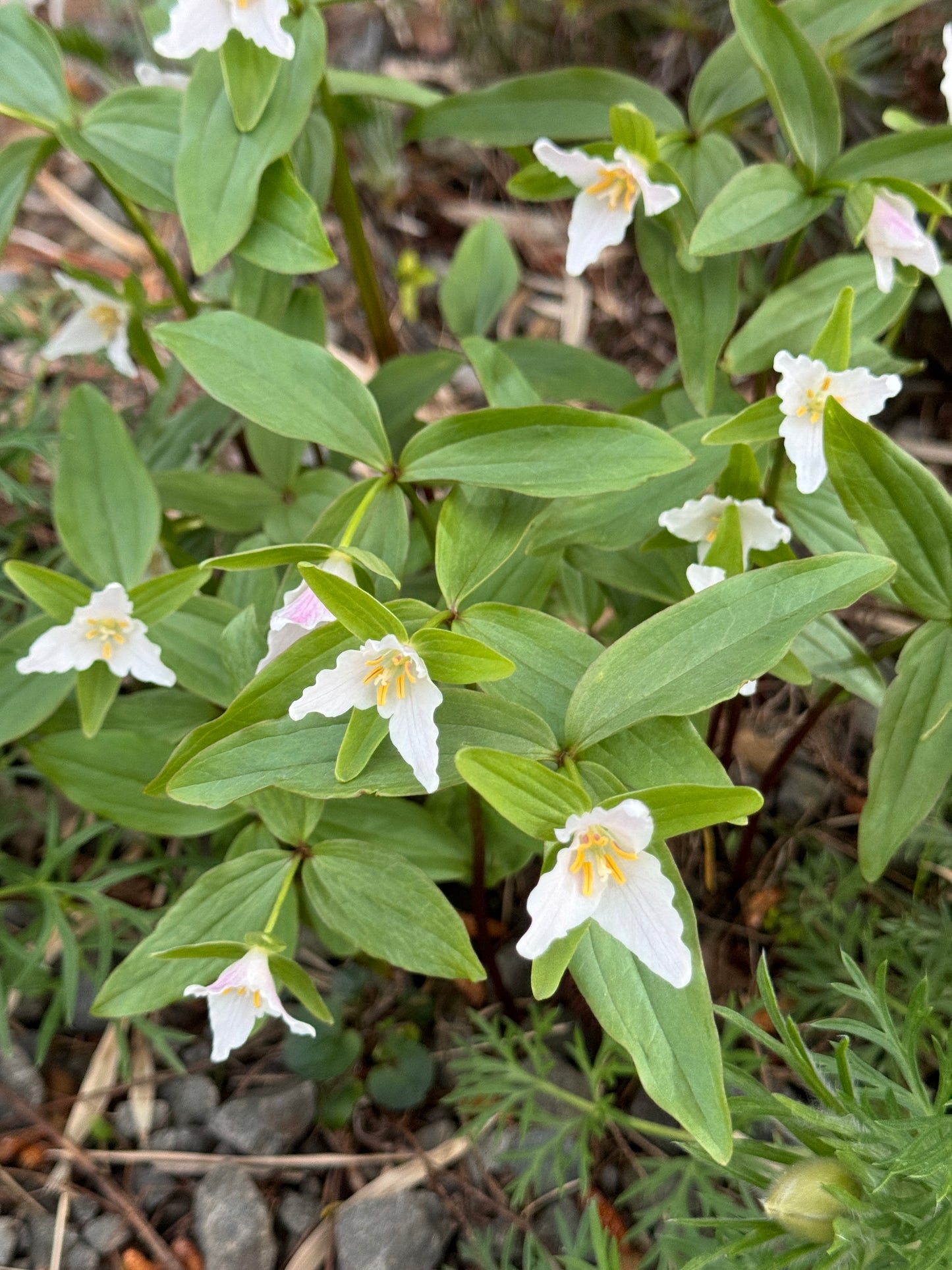Trillium pusillum var. ozarkanum