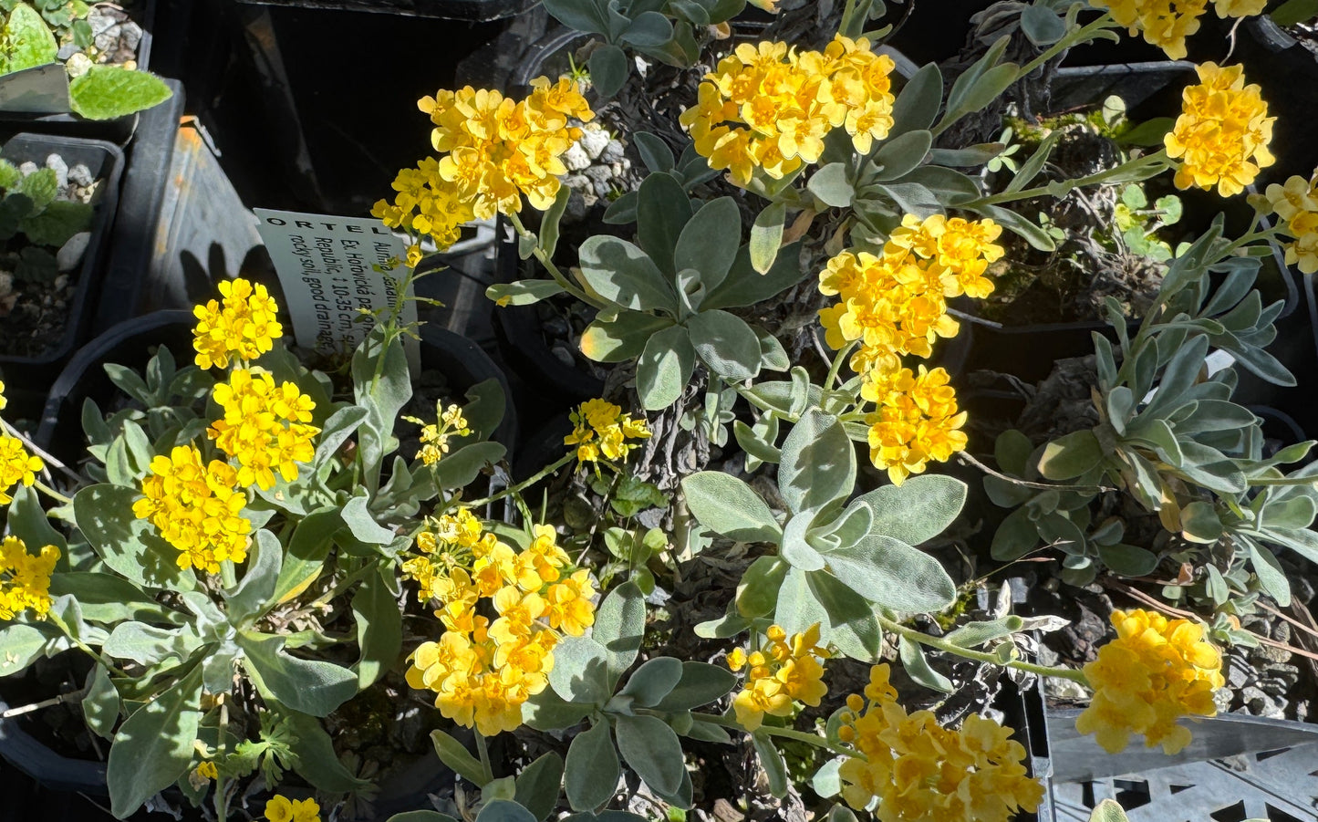 Alyssum saxatilis 'Dudley Nevill' now Aurinia saxatilis