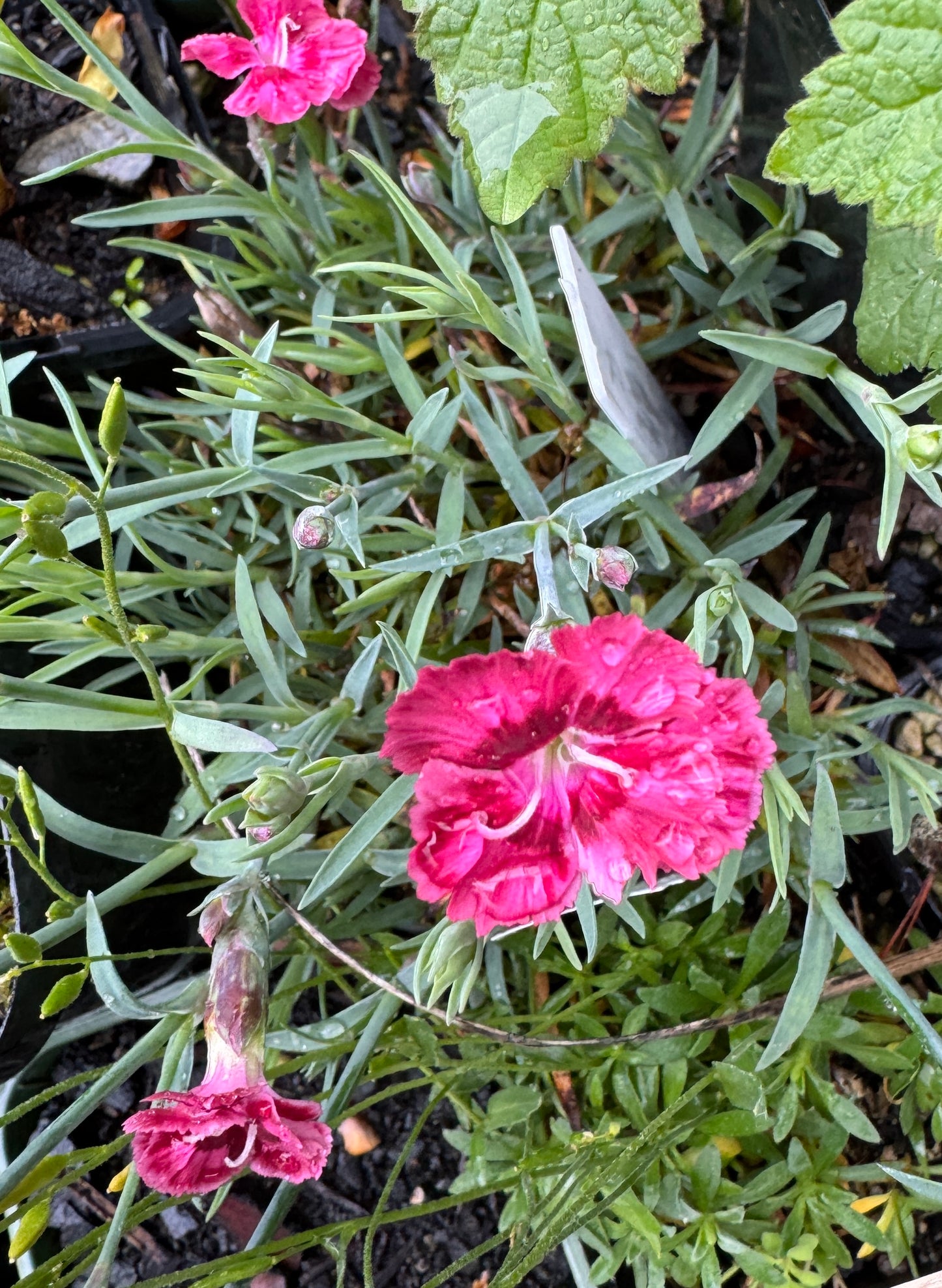 Dianthus 'Bombardier'