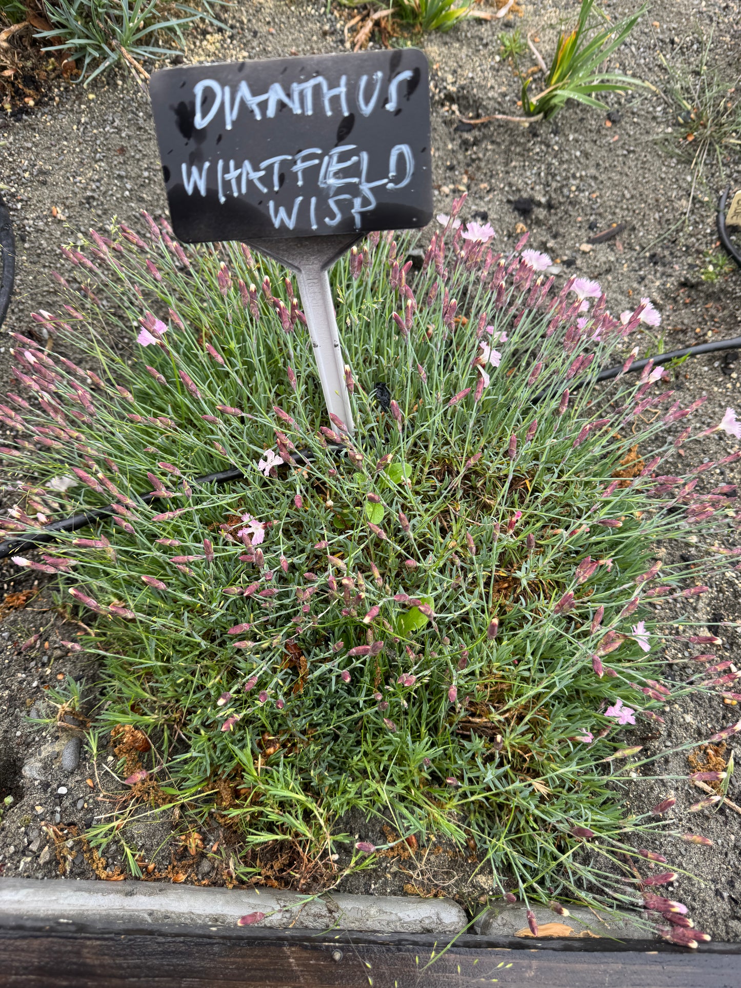 Dianthus Whatfield Wisp