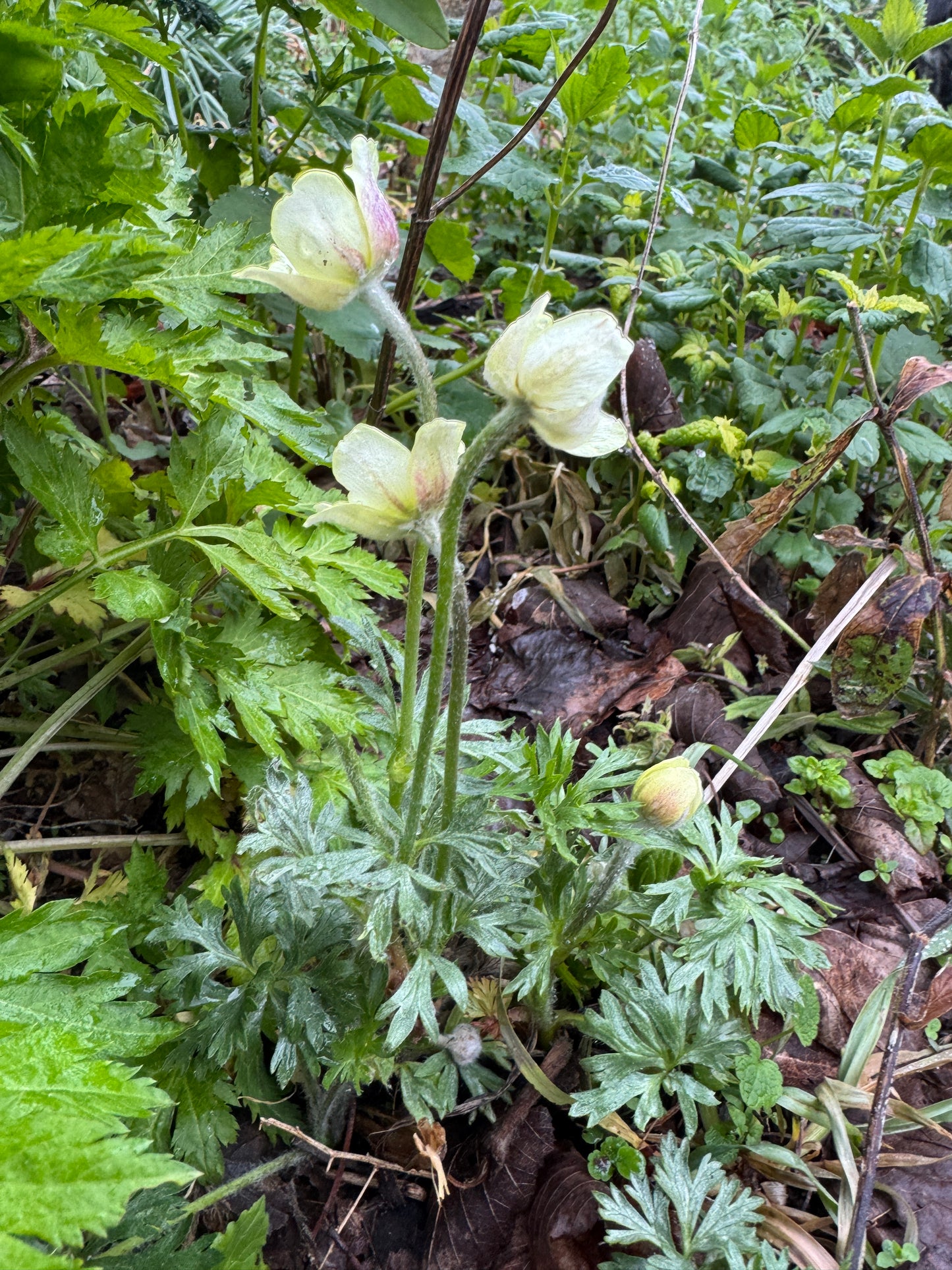 Anemone x seemanii syn. A x lipsiensis