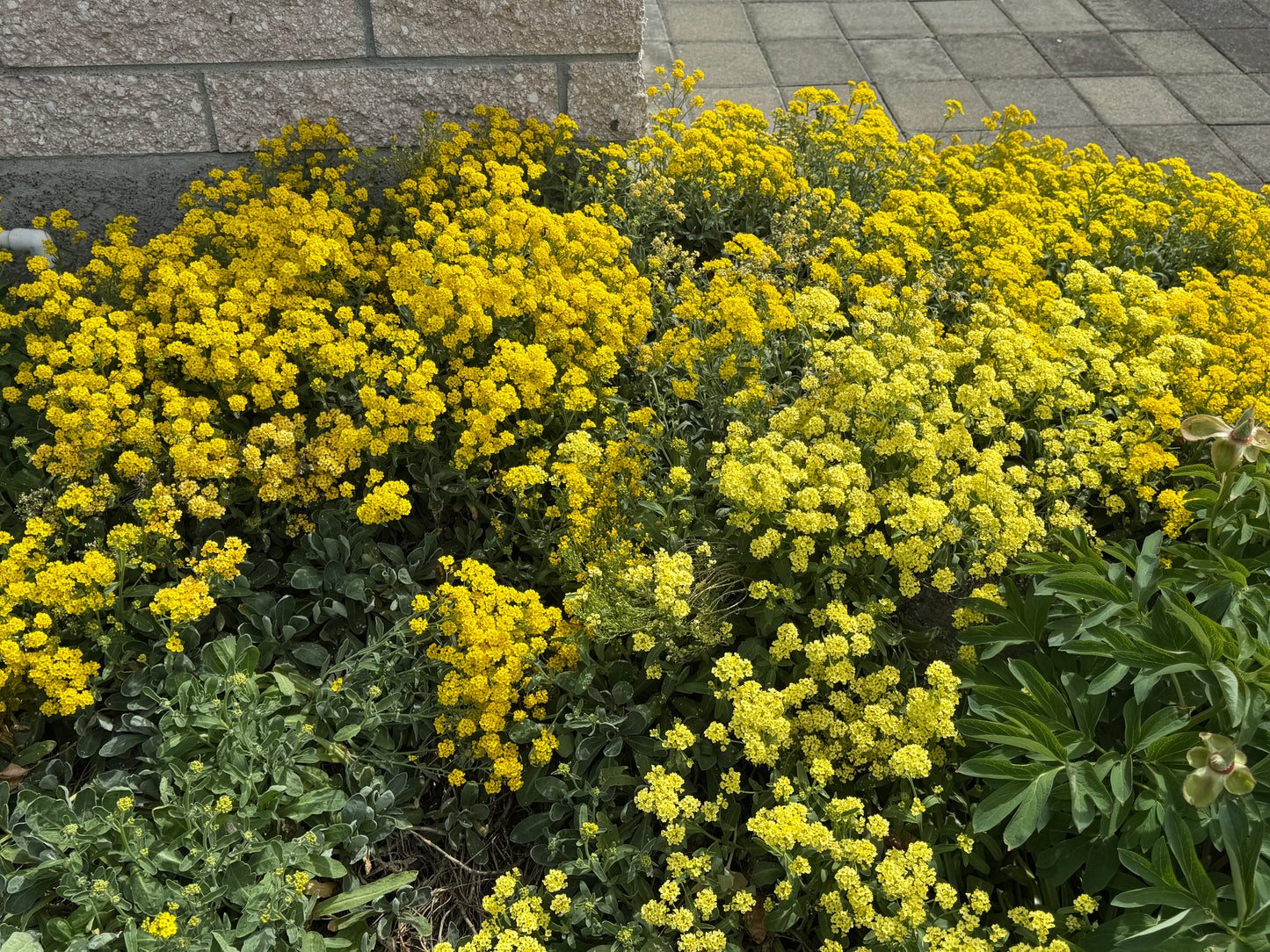 Alyssum saxatilis now Aurinia saxatilis