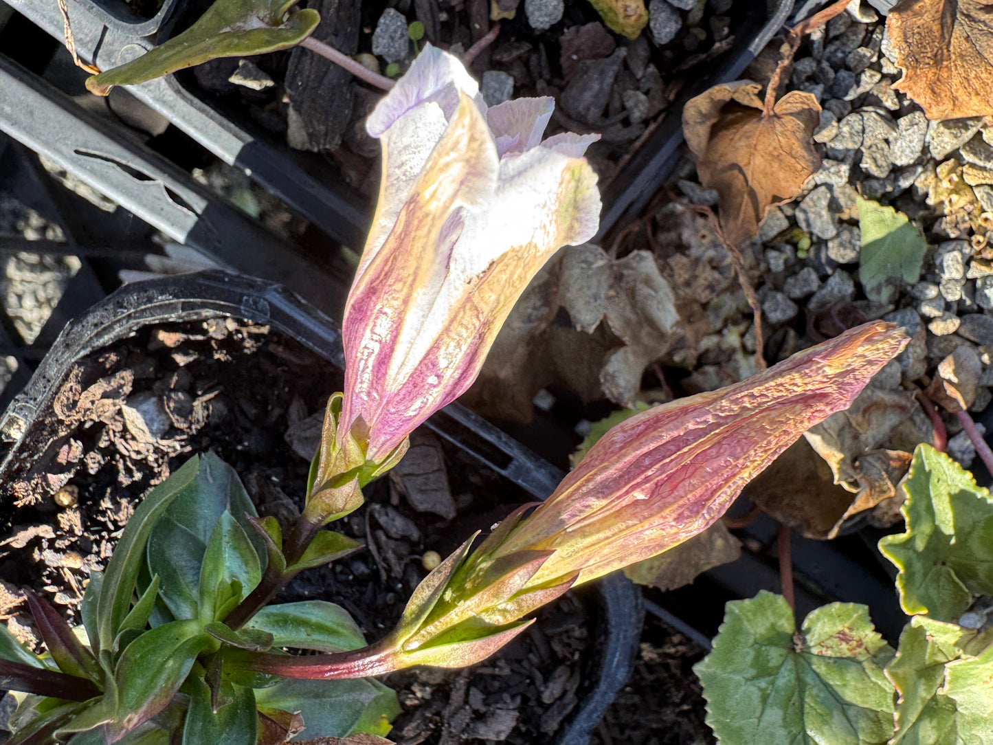 Gentiana clusii alboviolacea