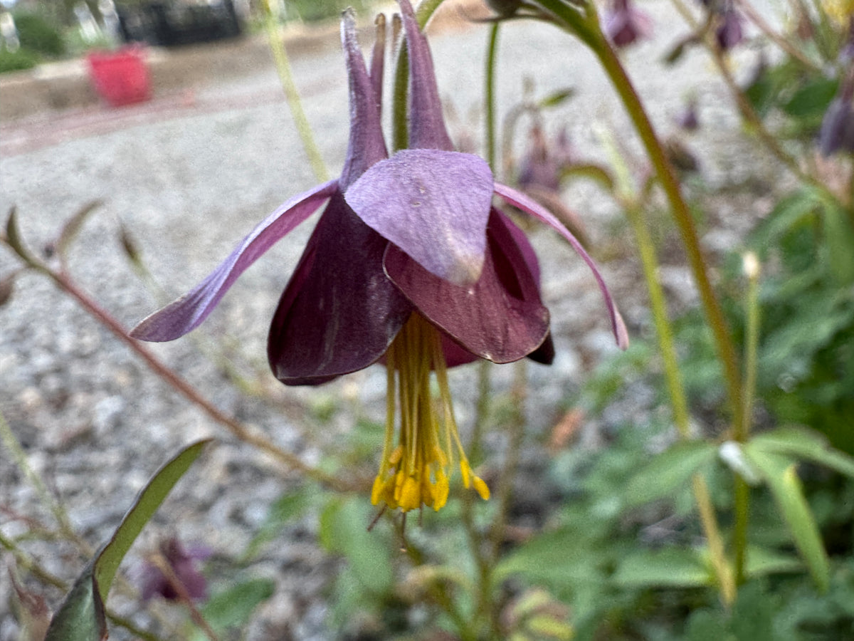 Aquilegia atrata my own attribution