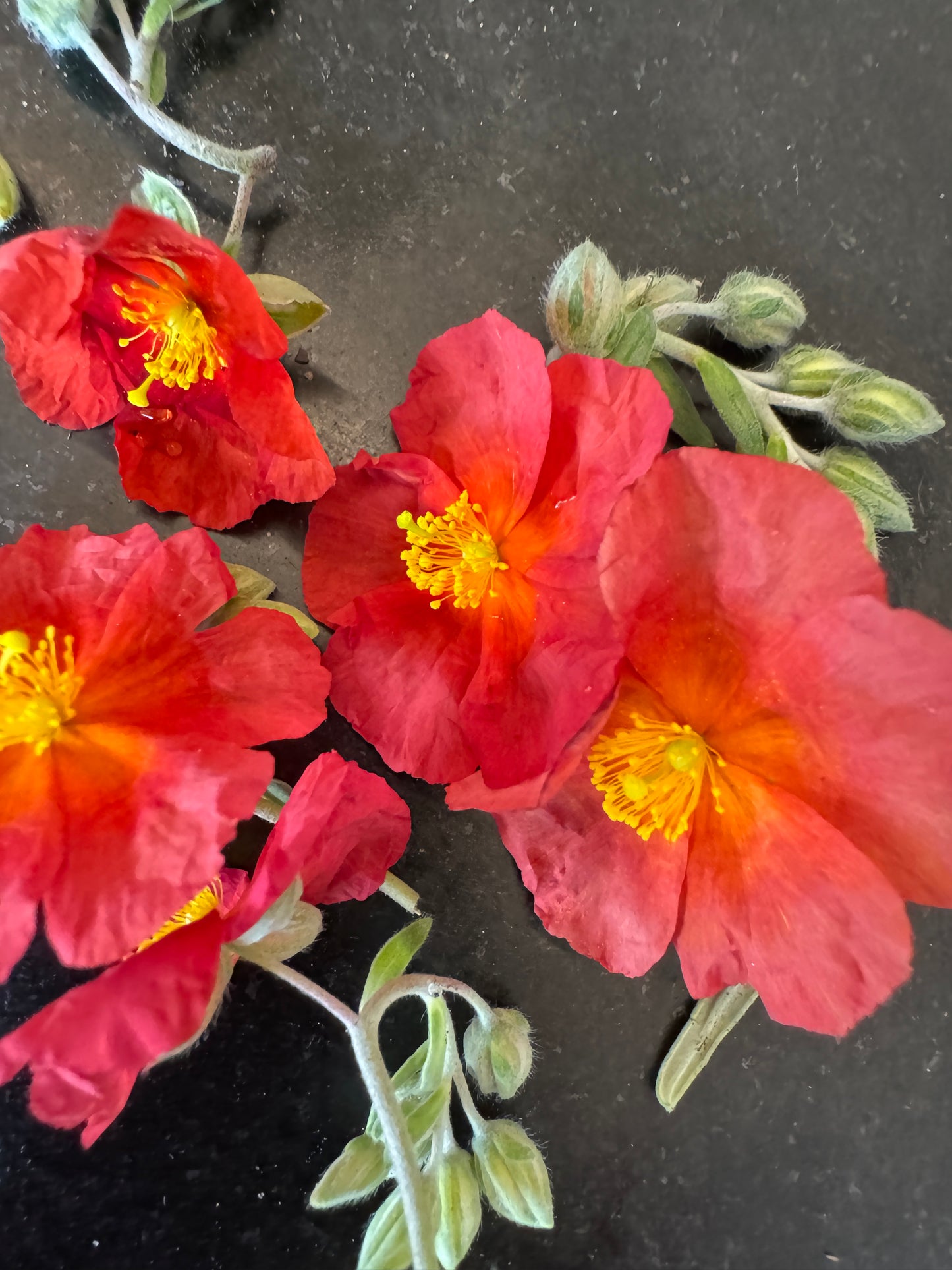 Helianthemum 'Copper Pin' is it the same as 'Henfield Brilliant'