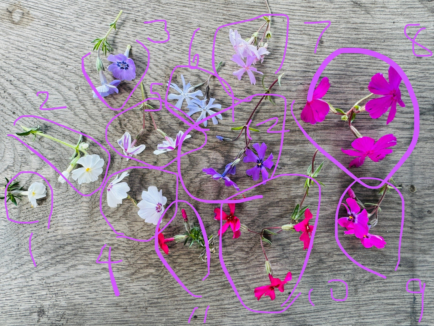 Phlox subulata 'Oakington Blue Eyes'