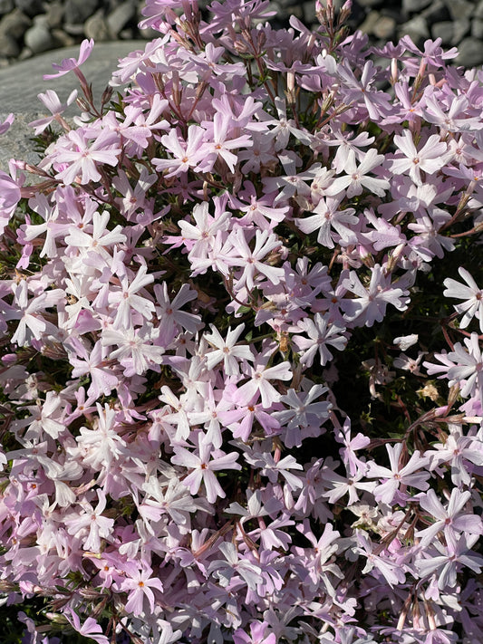 Phlox subulata subsp. brittonii 'Rosea'