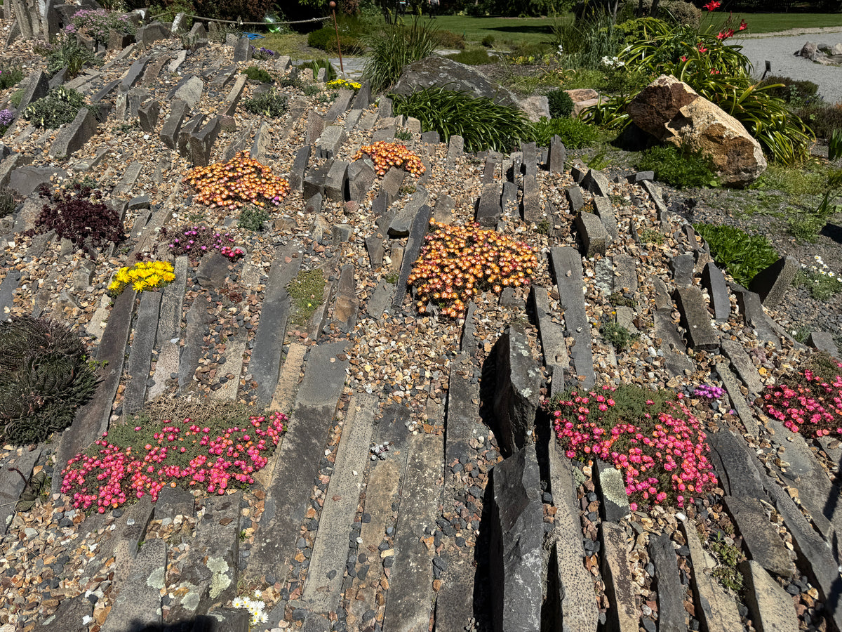 Delosperma cooperi-like but small!
