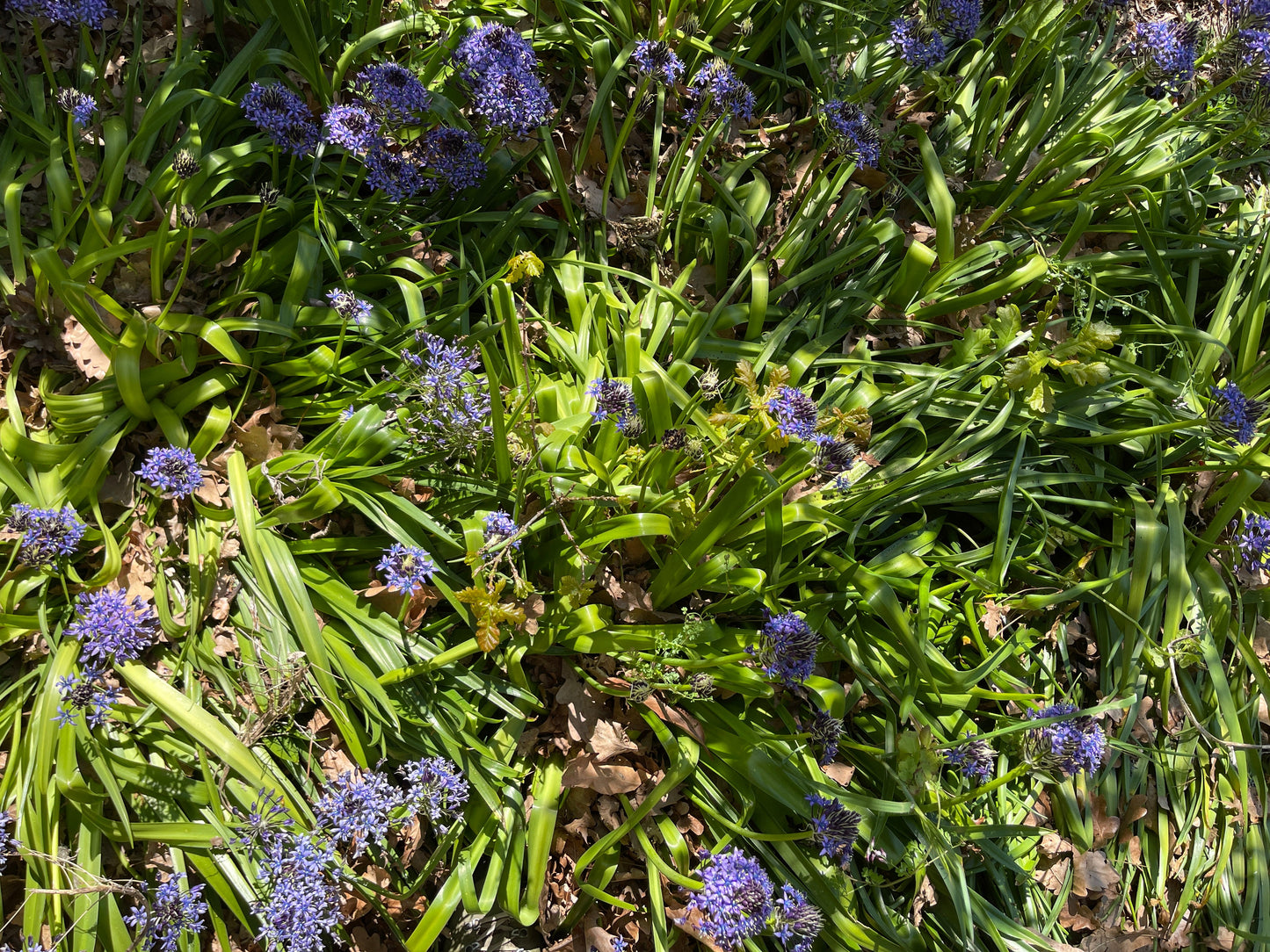 Scilla peruviana