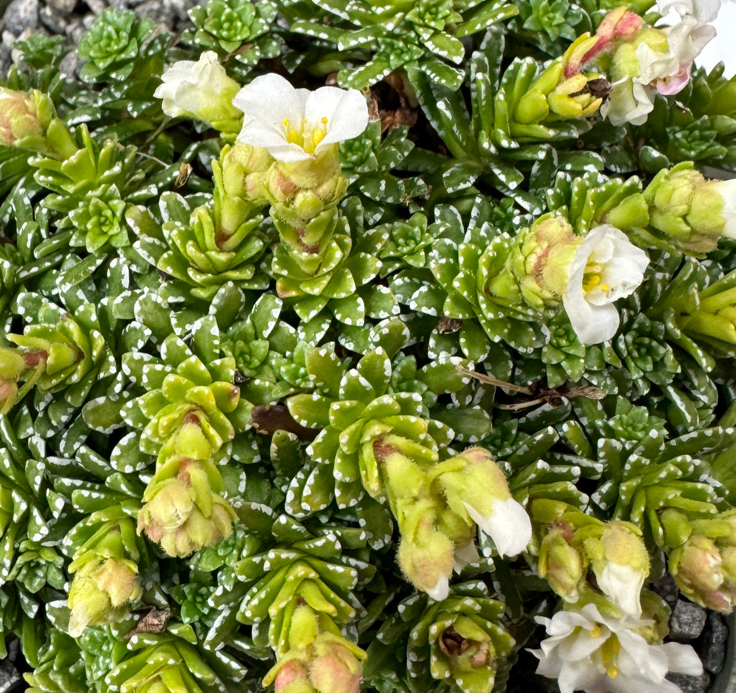 Saxifraga ferdinandi-coburgi hybrid