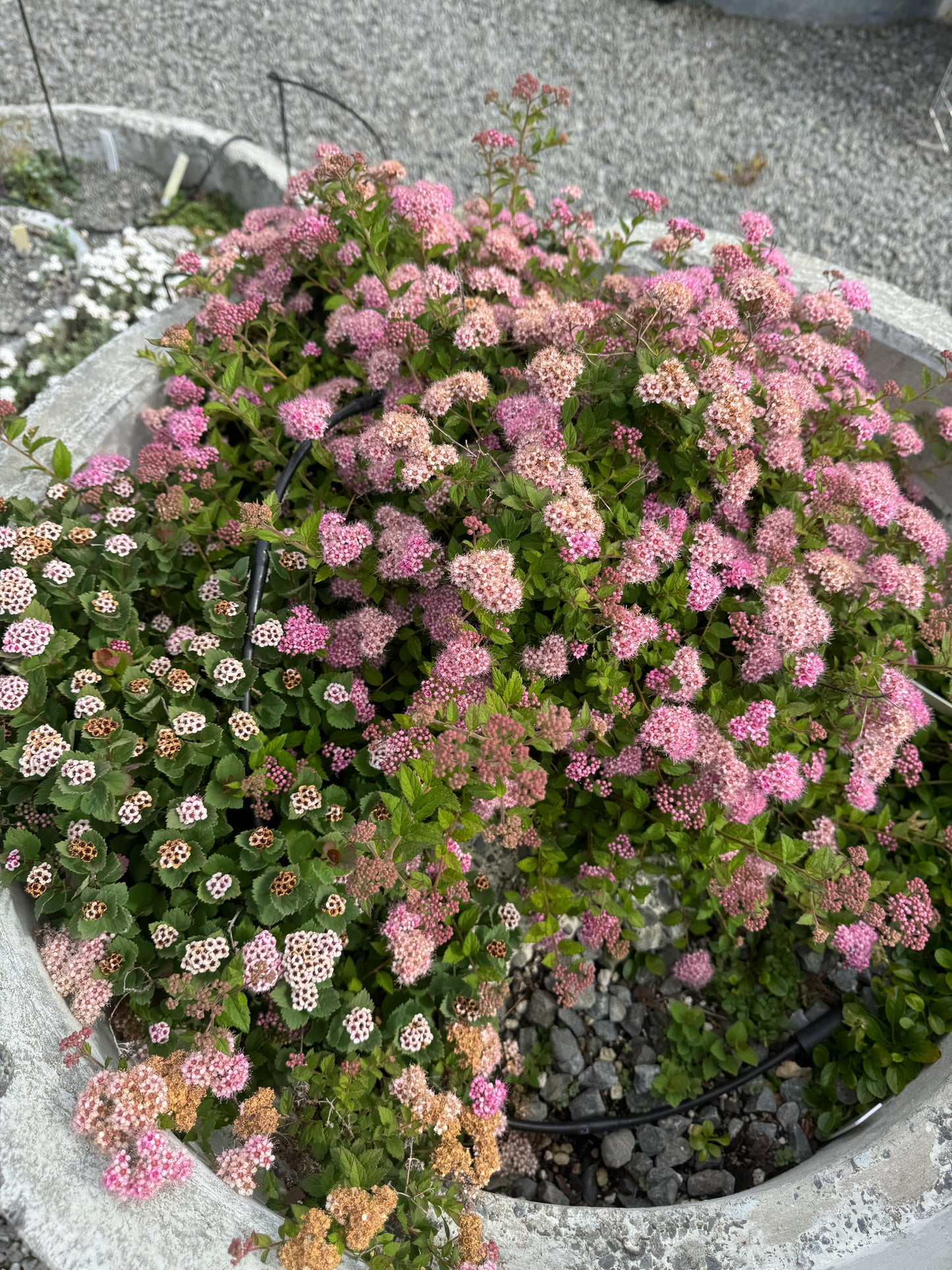 Spiraea bumalda 'Sophie'
