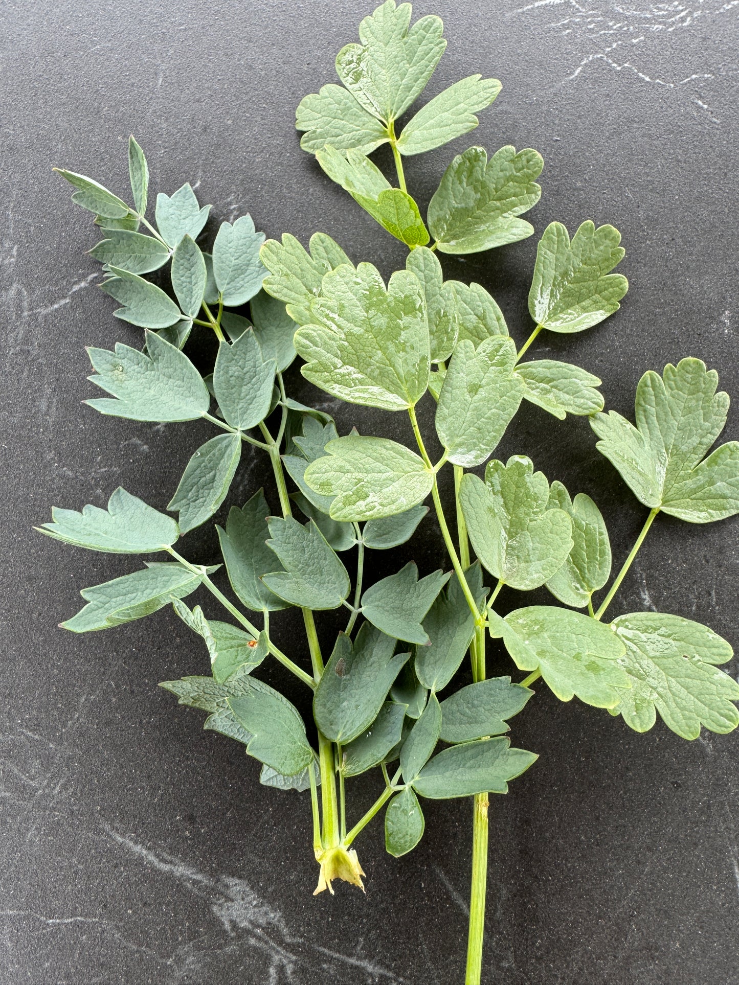 Thalictrum flavum glaucum