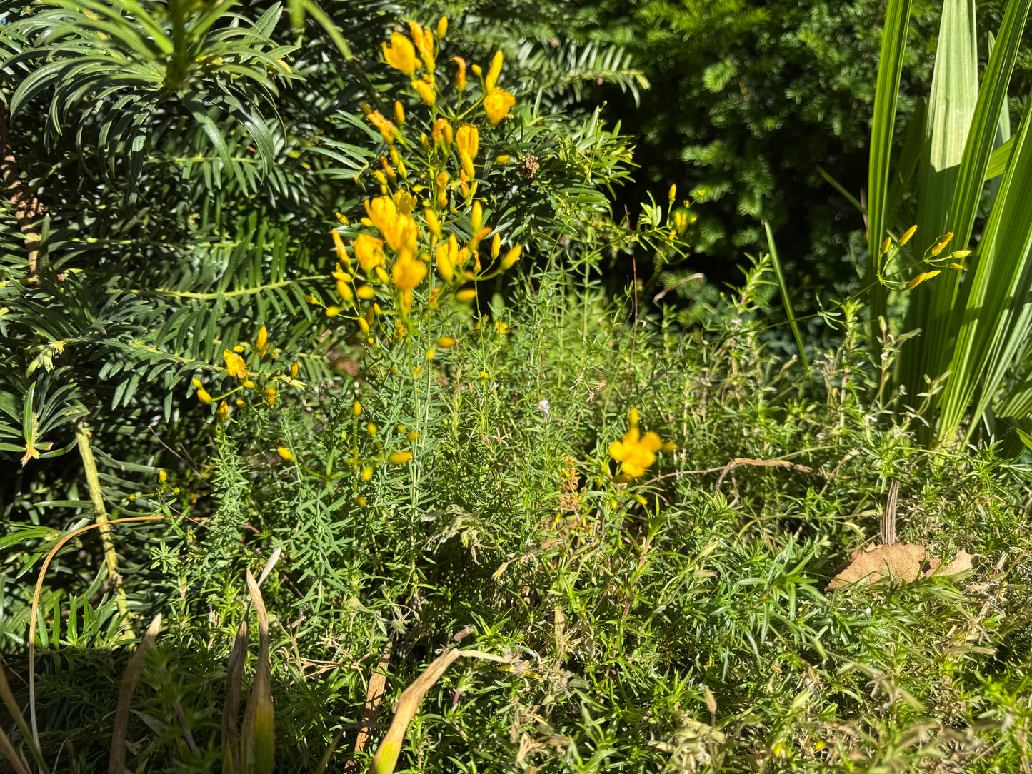 Hypericum olympicum 'Moonlight'