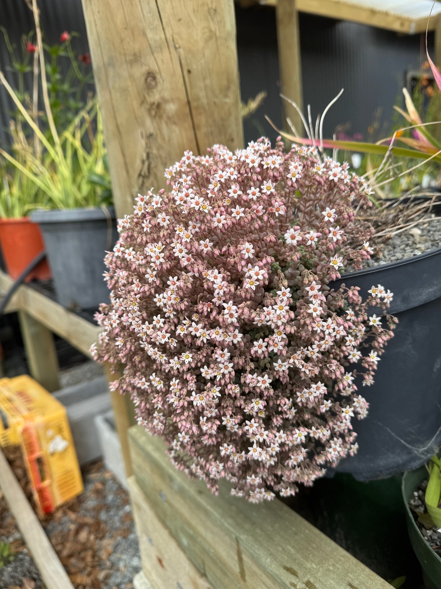 Sedum dasphyllum