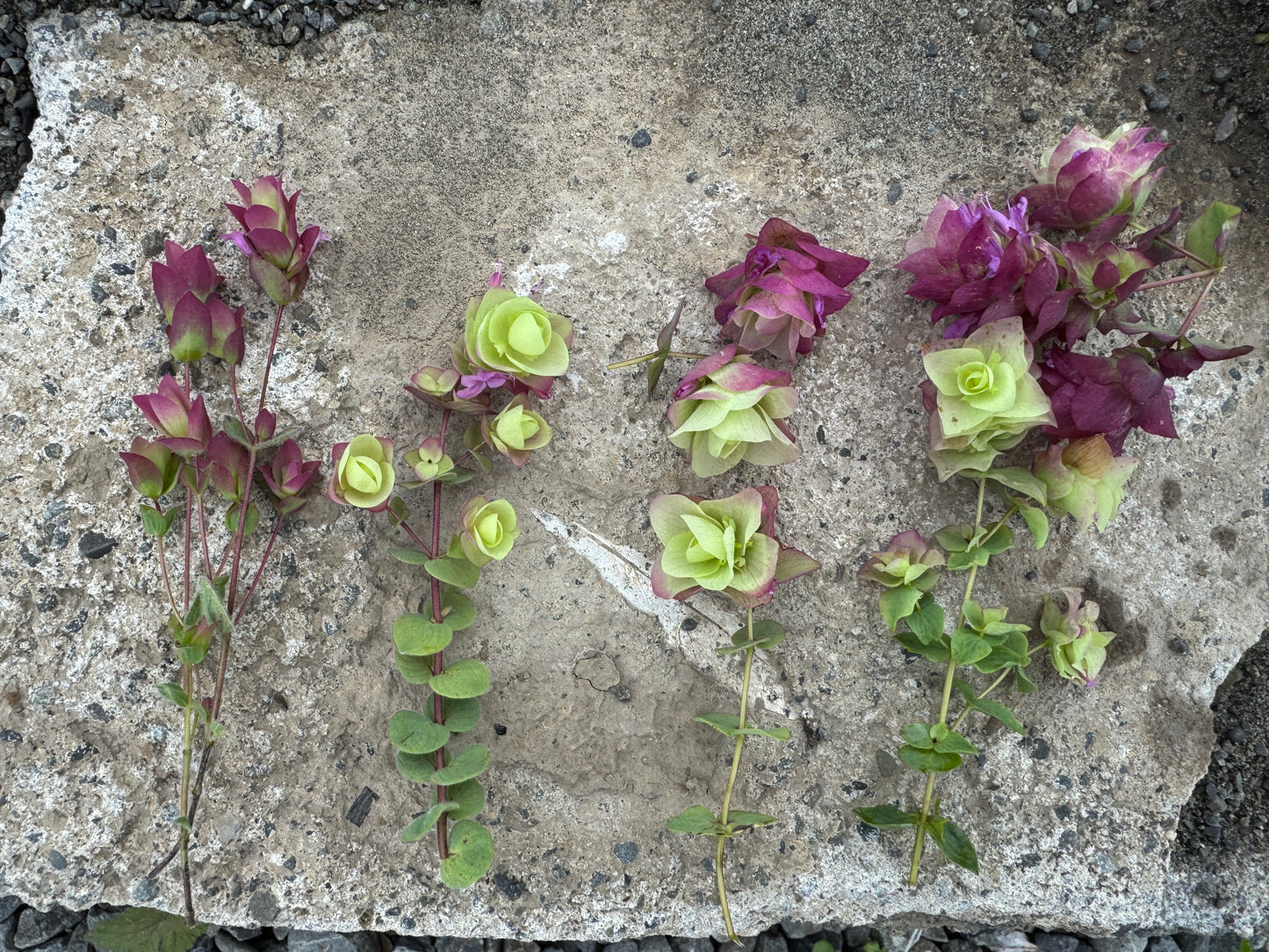 Origanum 'Kent Beauty'