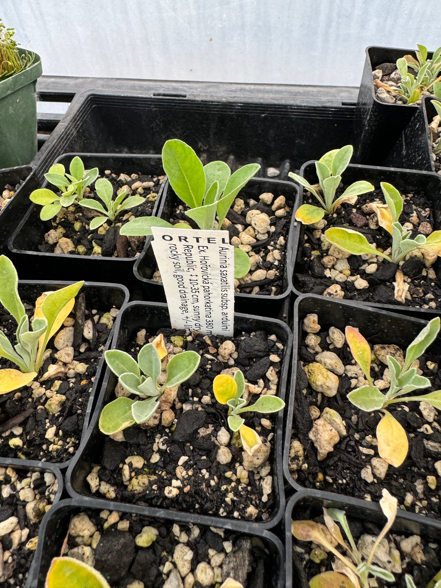 Alyssum saxatilis   now Aurinia saxatilis subsp. arduini