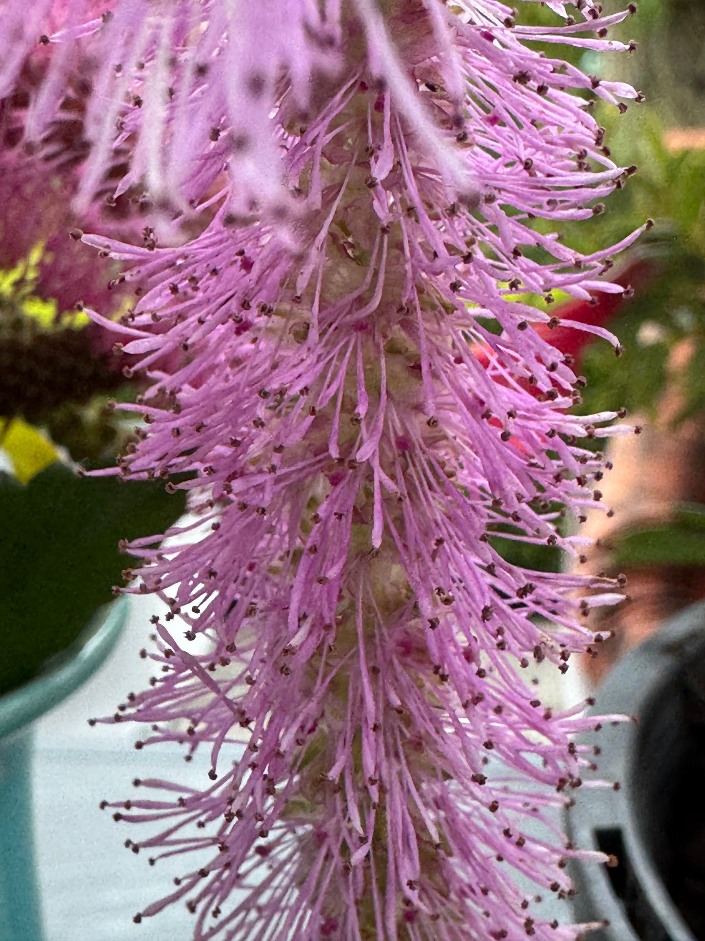 Sanguisorba obtusa