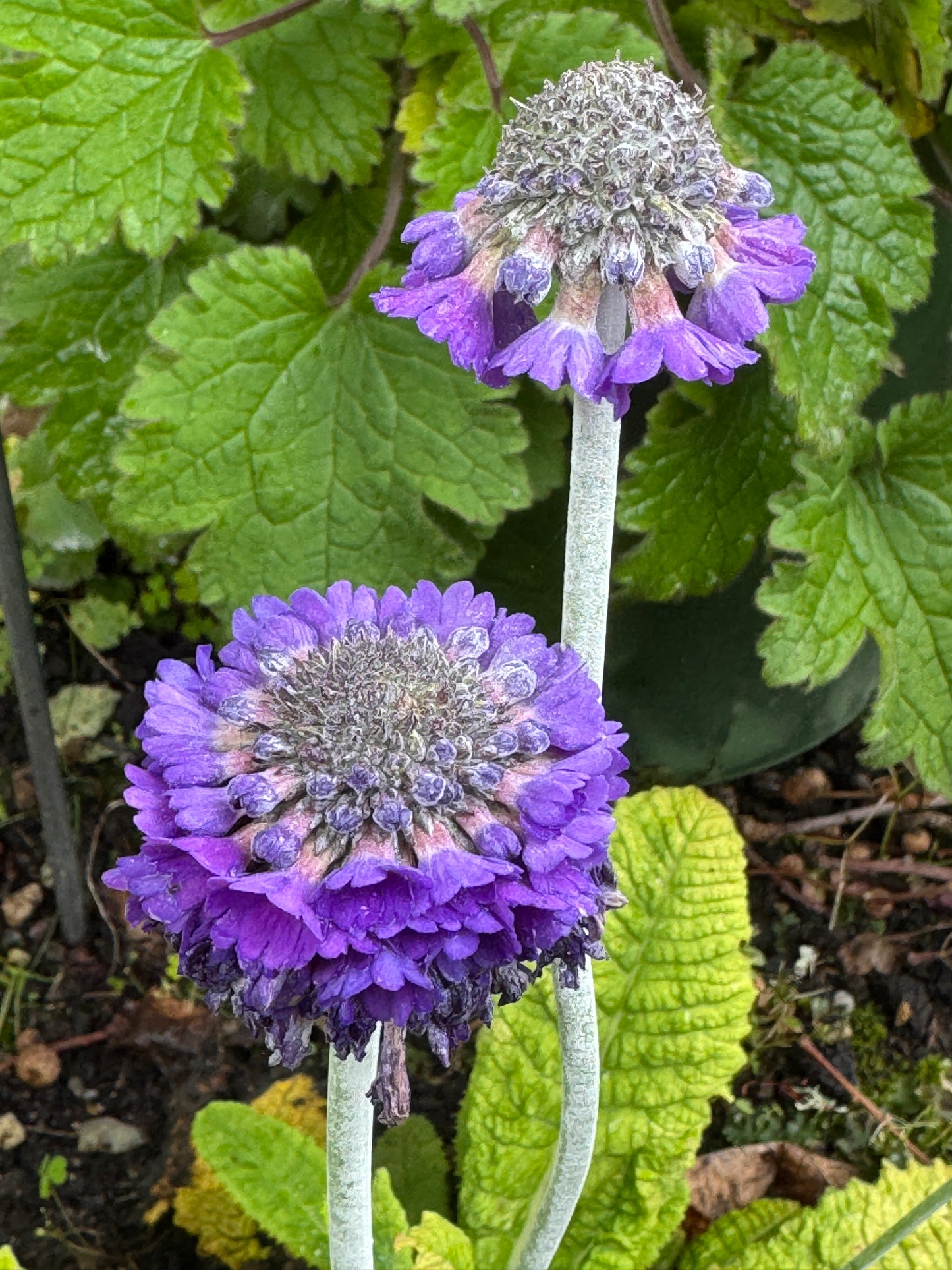 Primula capitata 'Salvana'