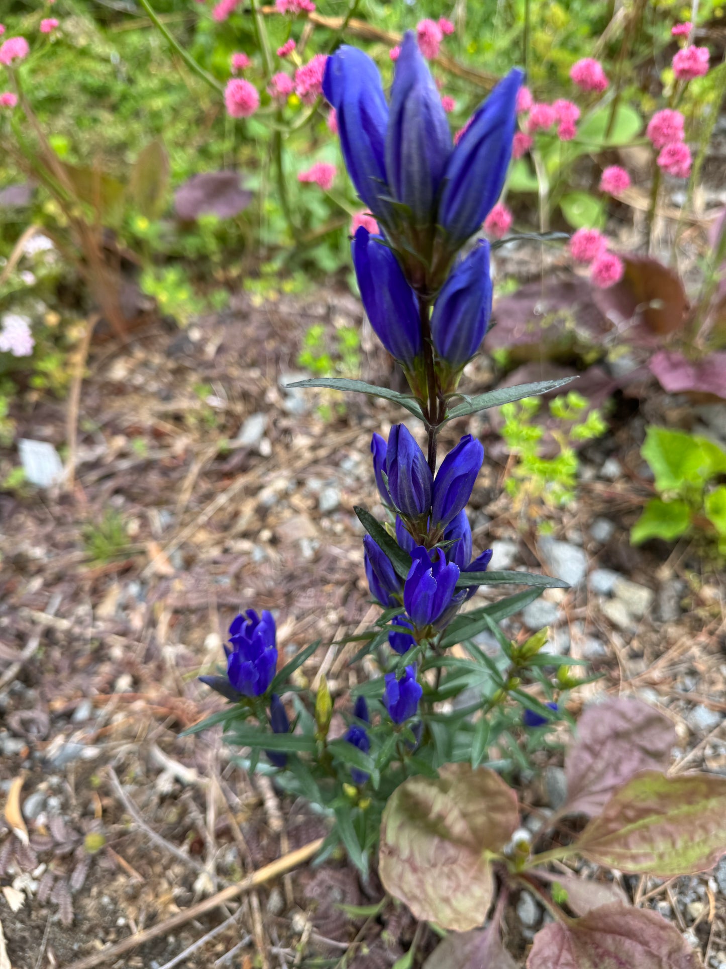 Gentiana pnumonanthe