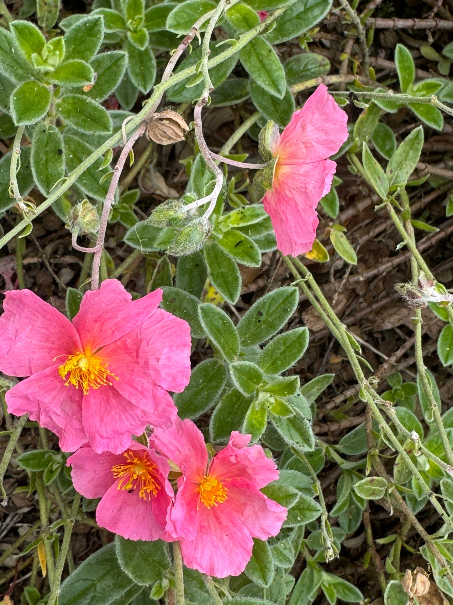 Helianthemum 'Chelsea Gem’