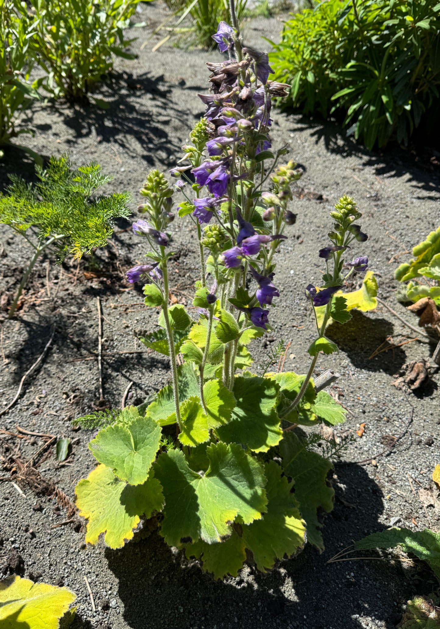 Delphinium vestitum
