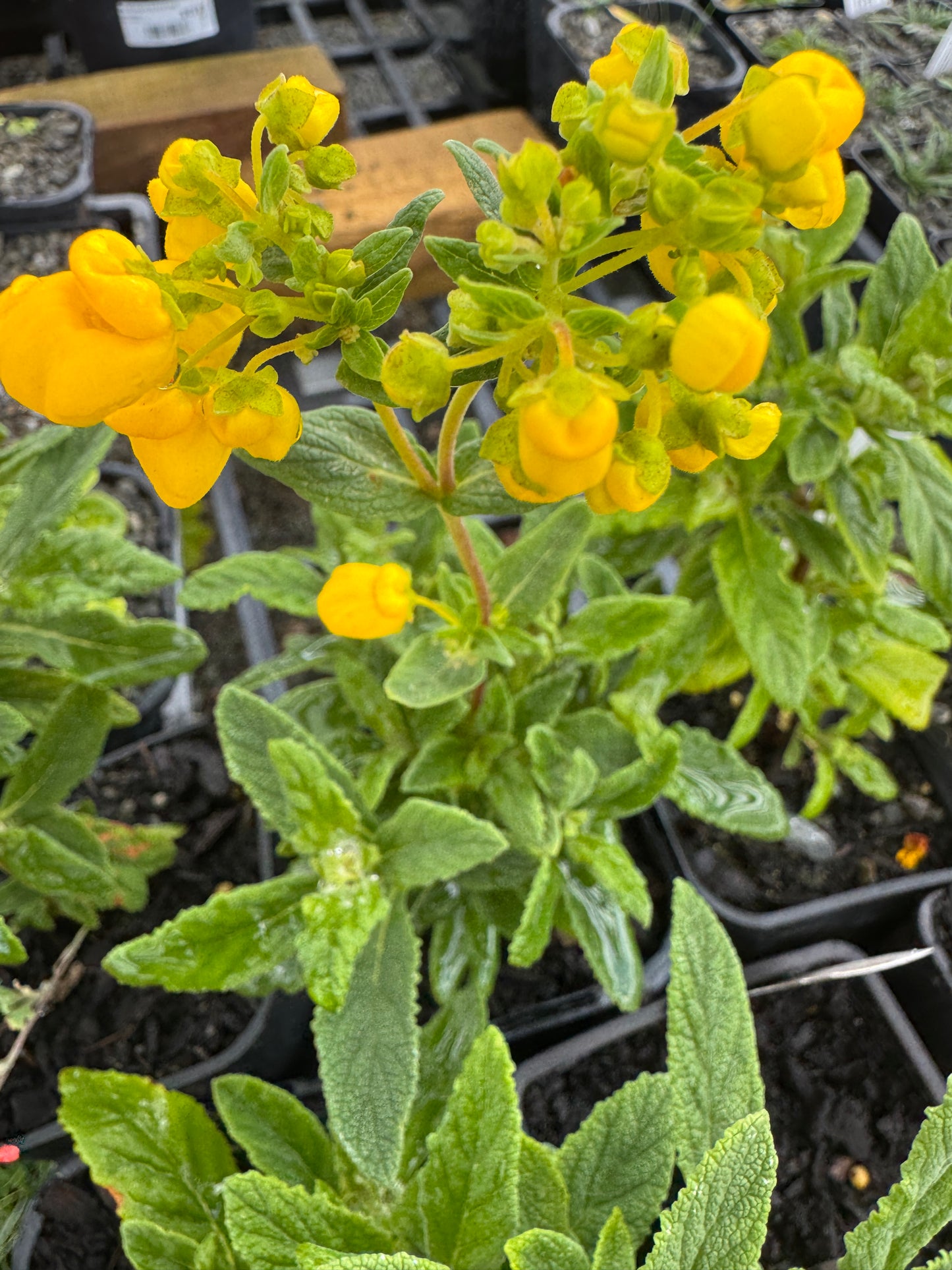 Calceolaria integrifolia my own attribution
