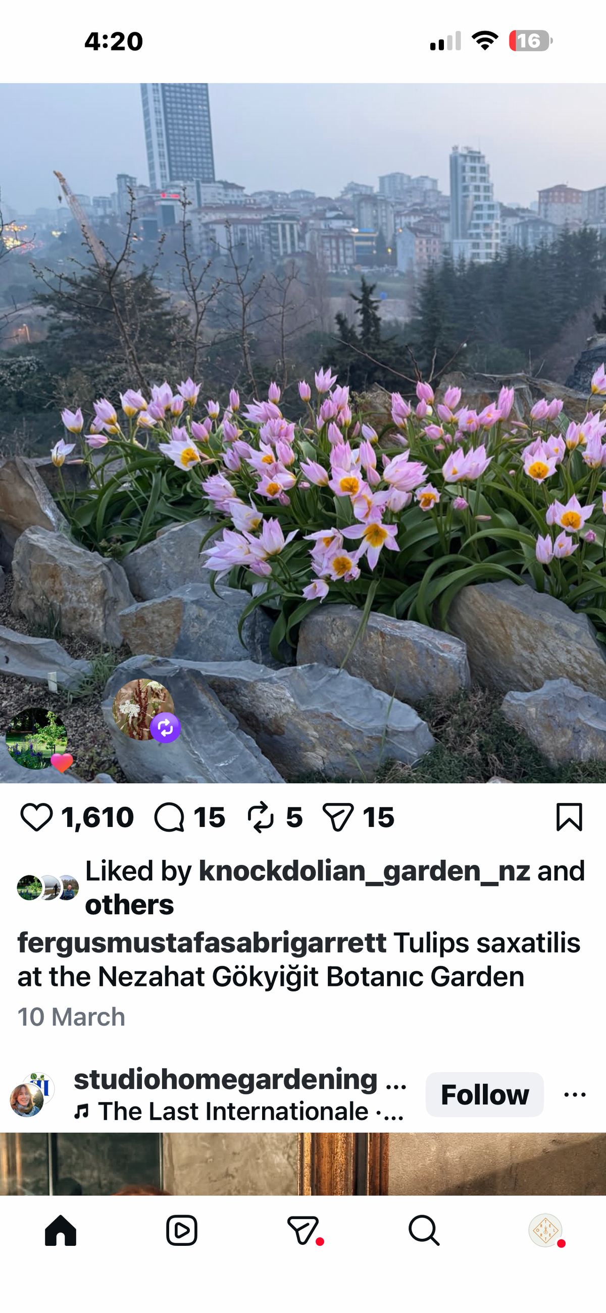 Tulipa saxatilis possibly syn. T. bakeri