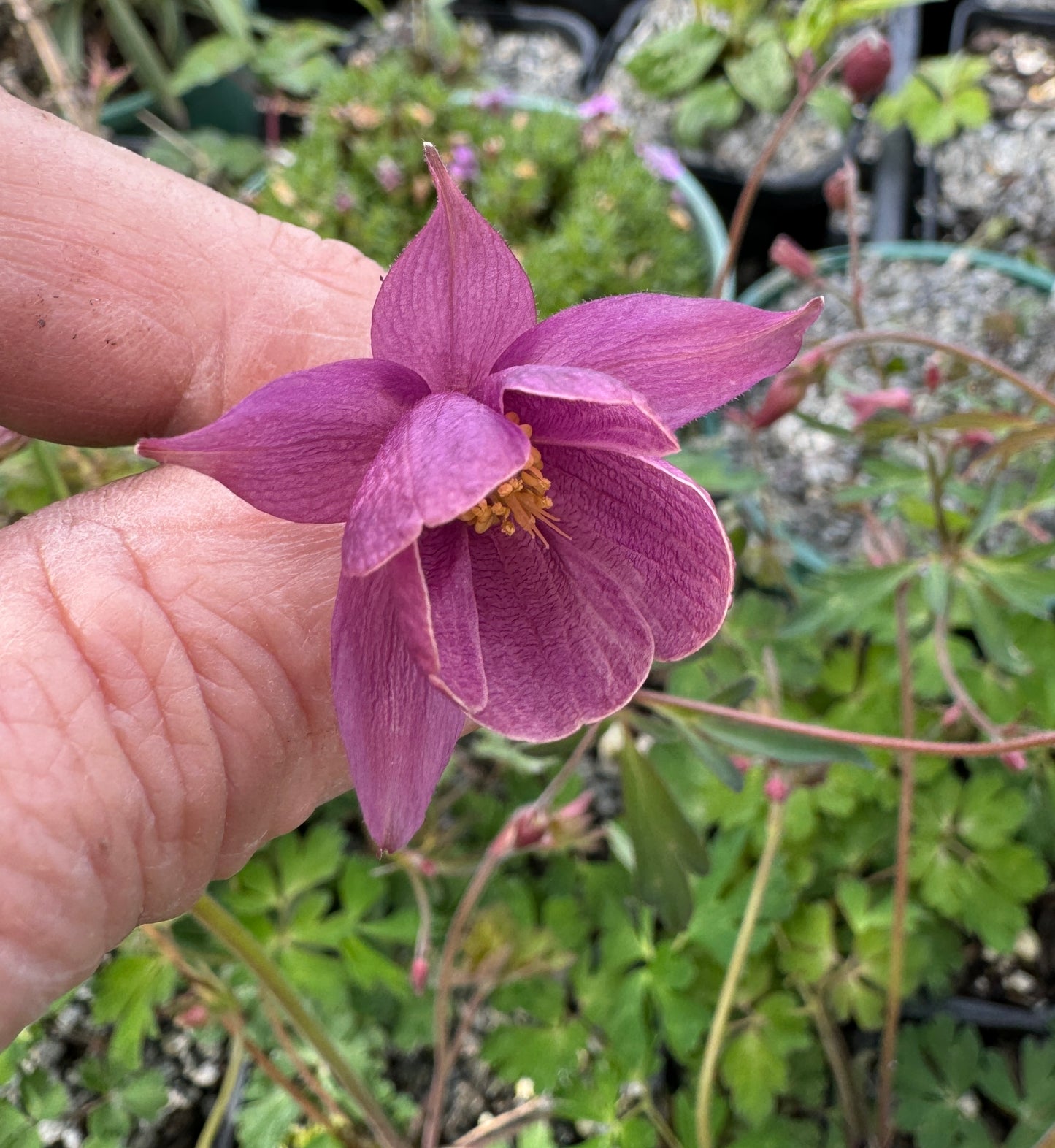 Semiaquilegia ecalcarata