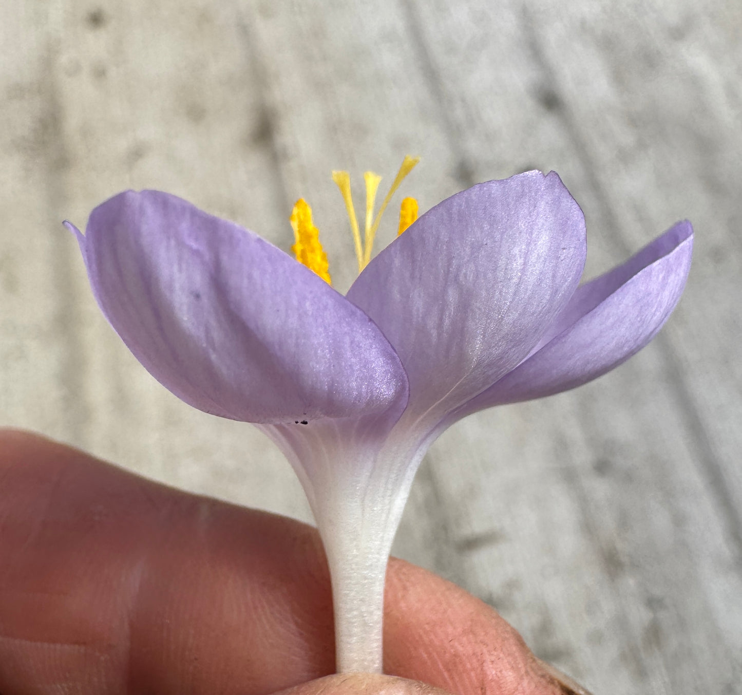 Crocus goulmyii